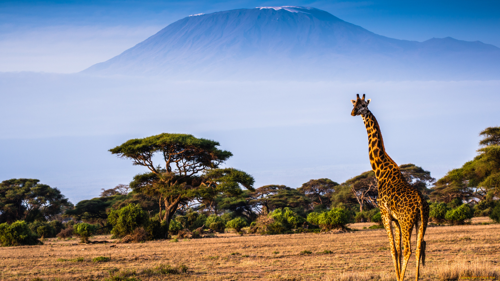животные, жирафы, саванна