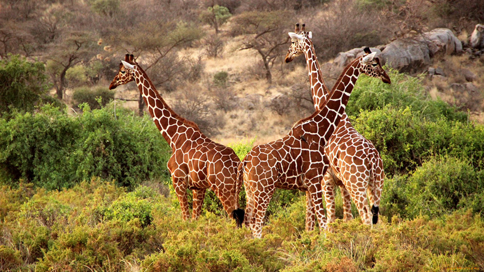 животные, жирафы, саванна