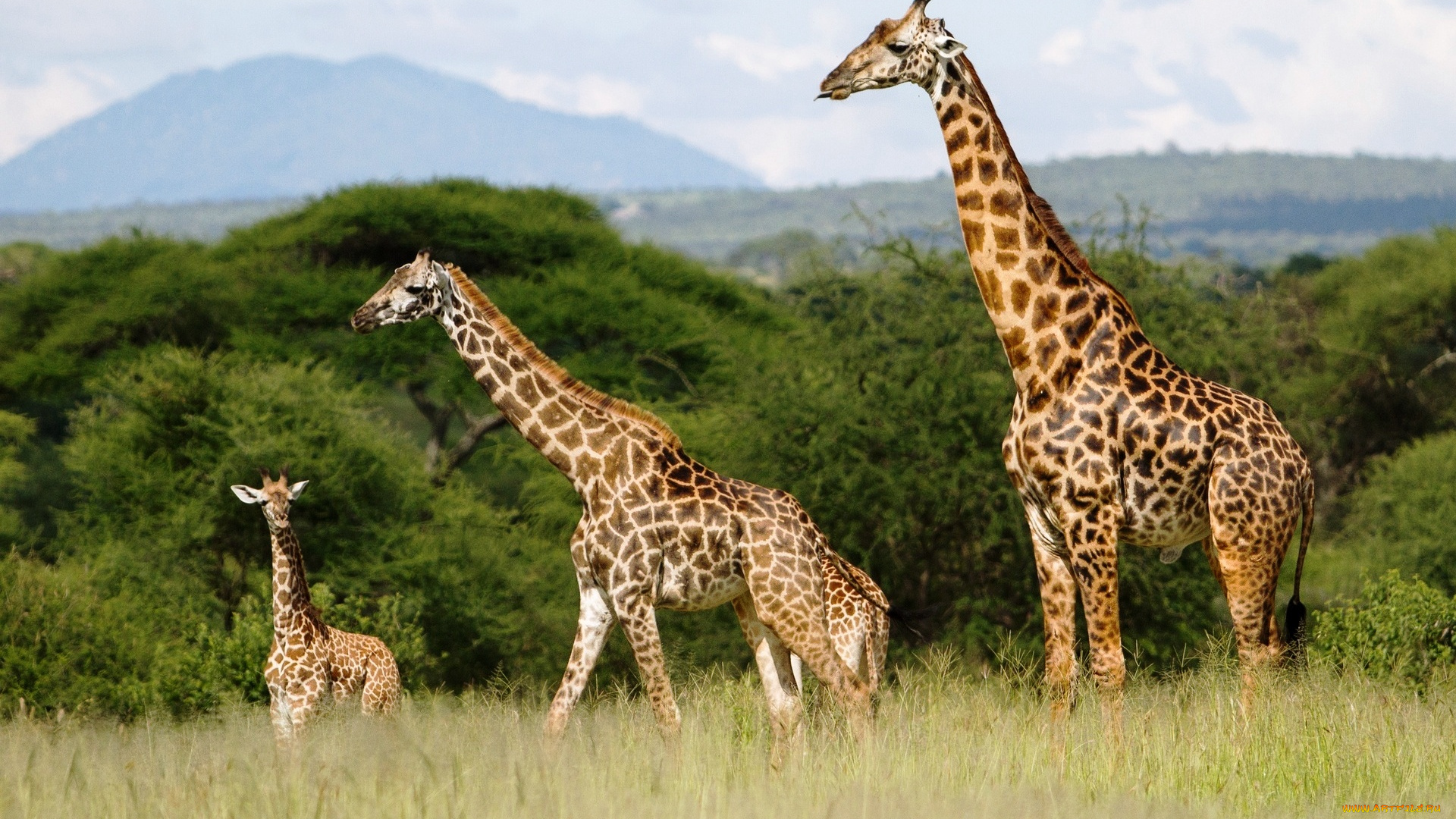 животные, жирафы, саванна, деревья, трава, семья