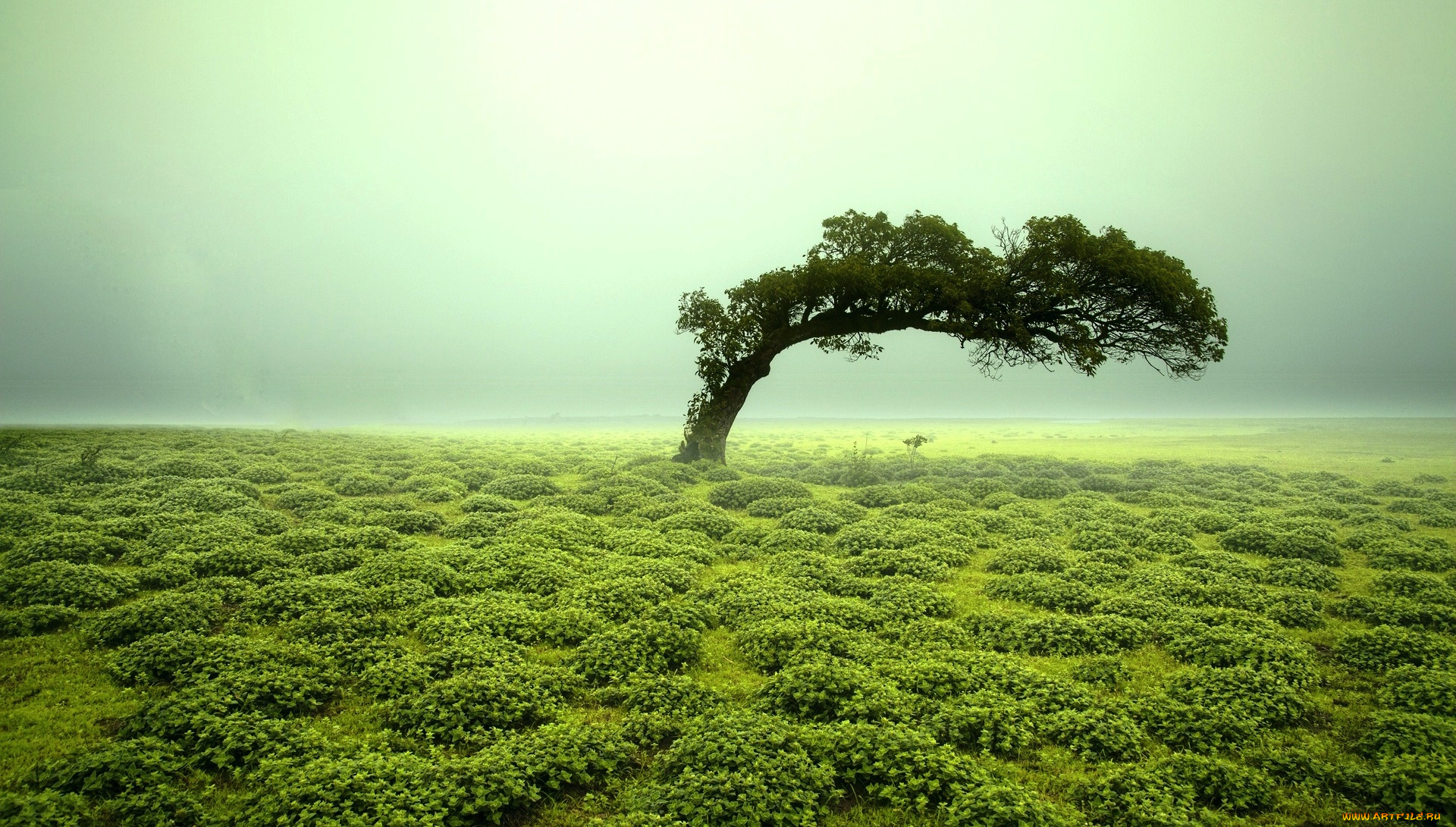 природа, деревья, туман, кусты, дерево