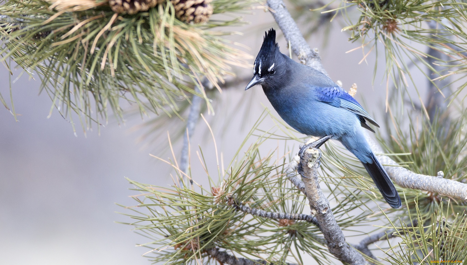 животные, сойки, голубая, сойка, птица, ветки, сосна
