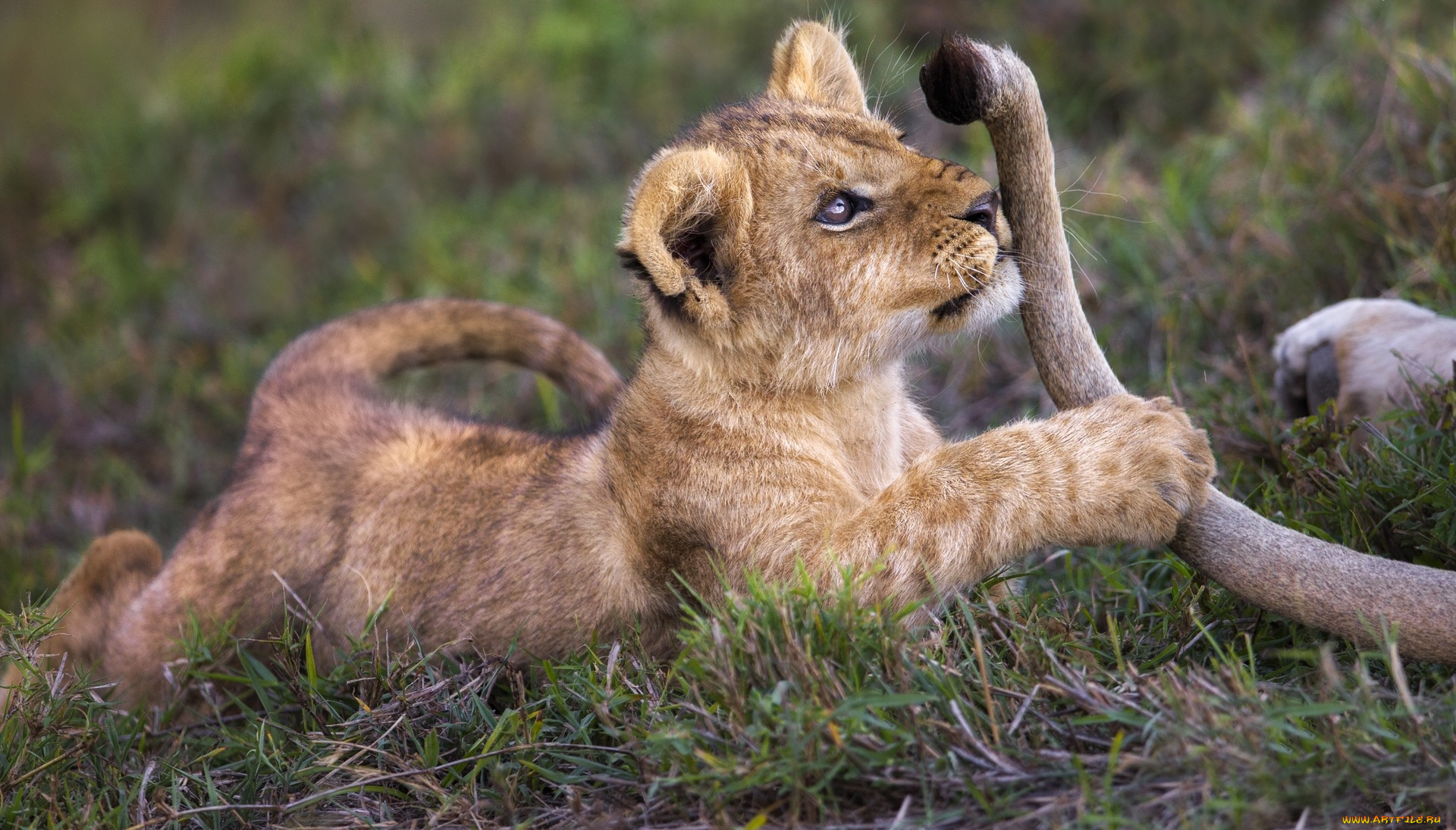 животные, львы, львенок, хвост, игра, трава