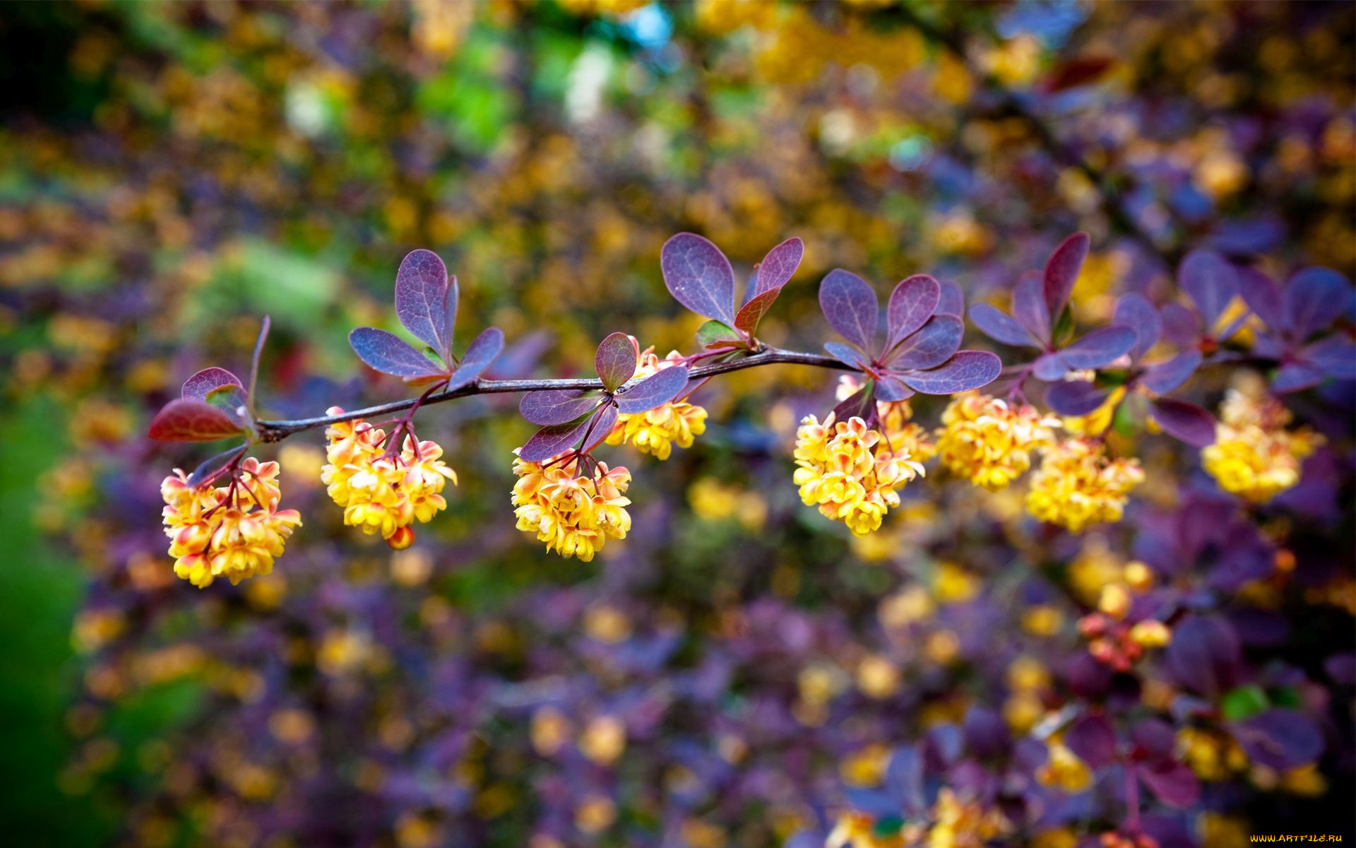 цветы, цветущие, деревья, , , кустарники, желтые, цветение, дерево, ветка