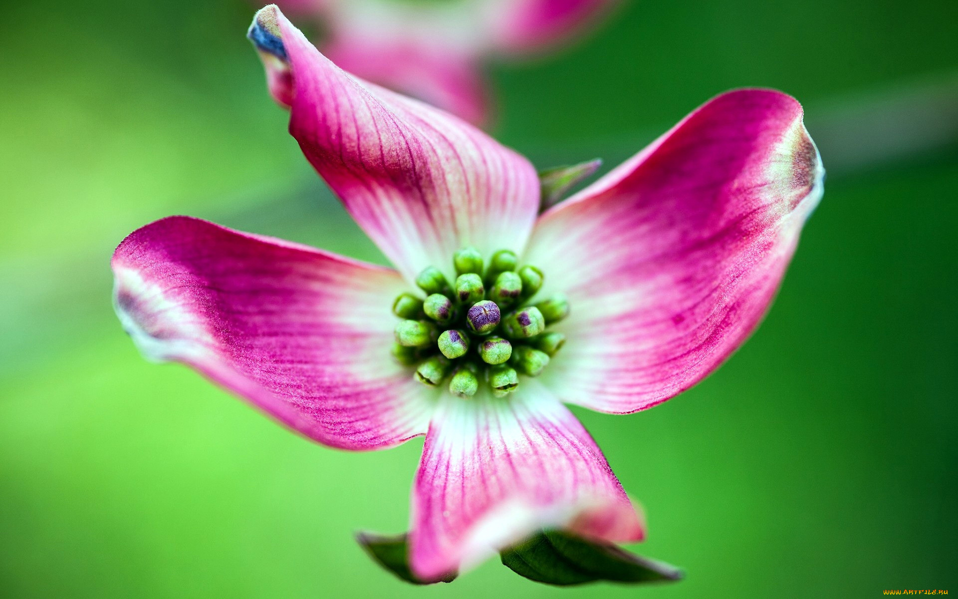 цветы, кизил, одиночка, макро