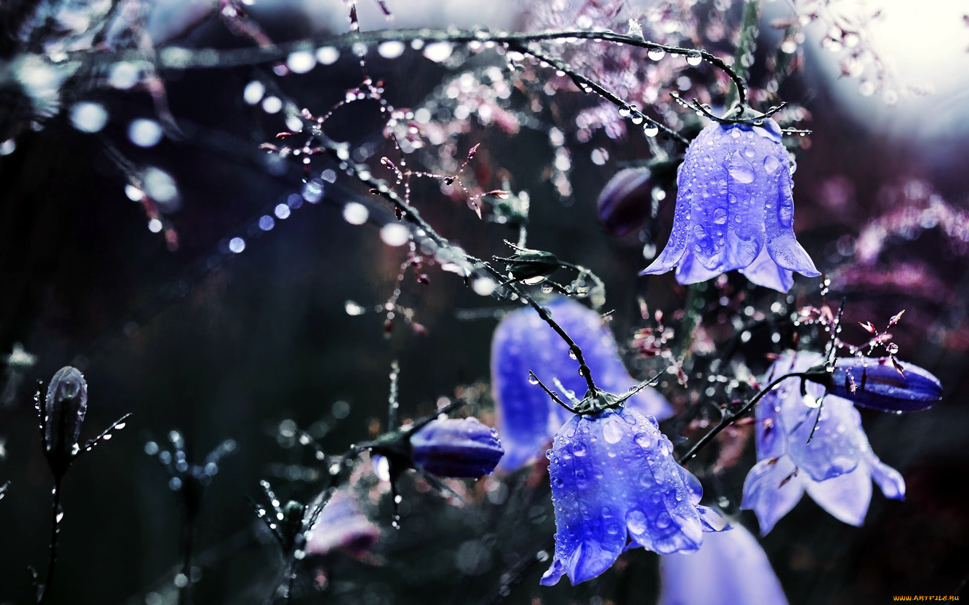 цветы, колокольчики, синий, капли, боке