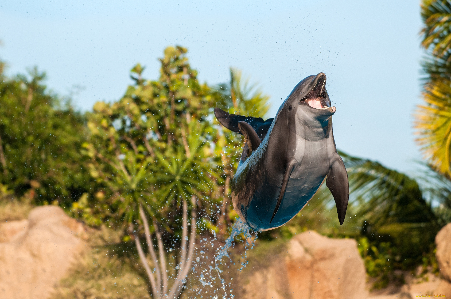 животные, дельфины, прыжок