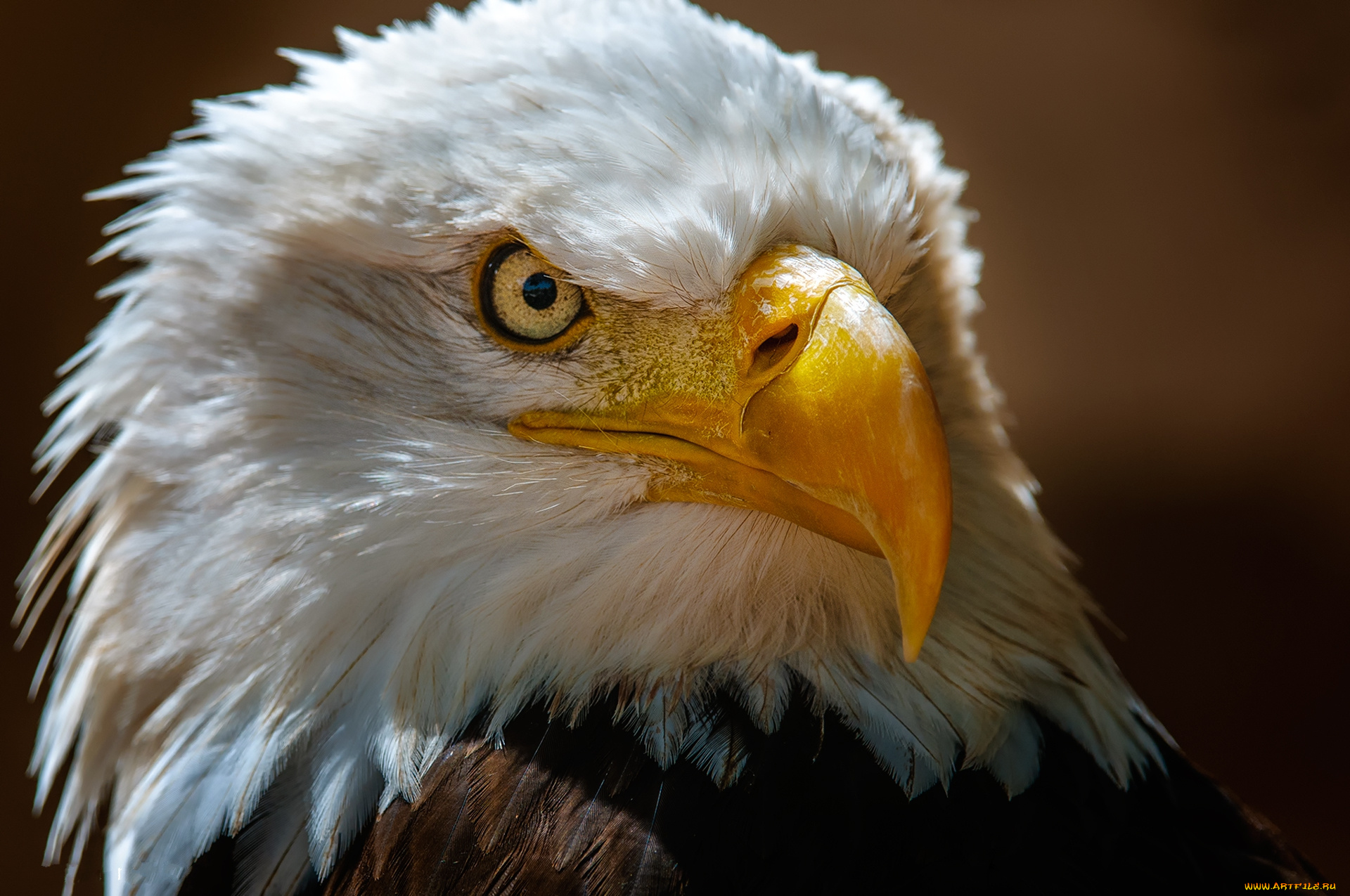 животные, птицы, -, хищники, птичка