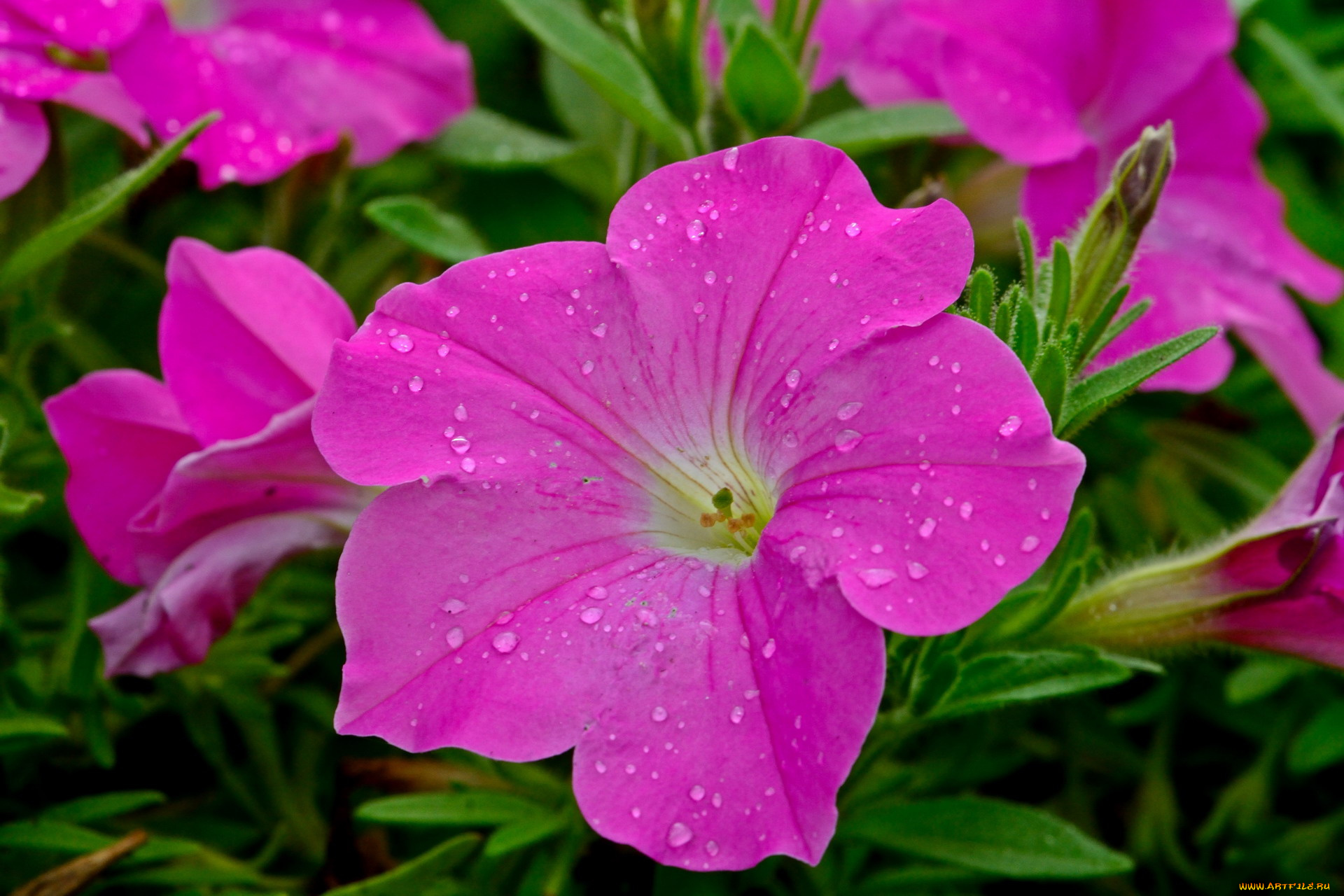 цветы, петунии, , калибрахоа, розовый, капли