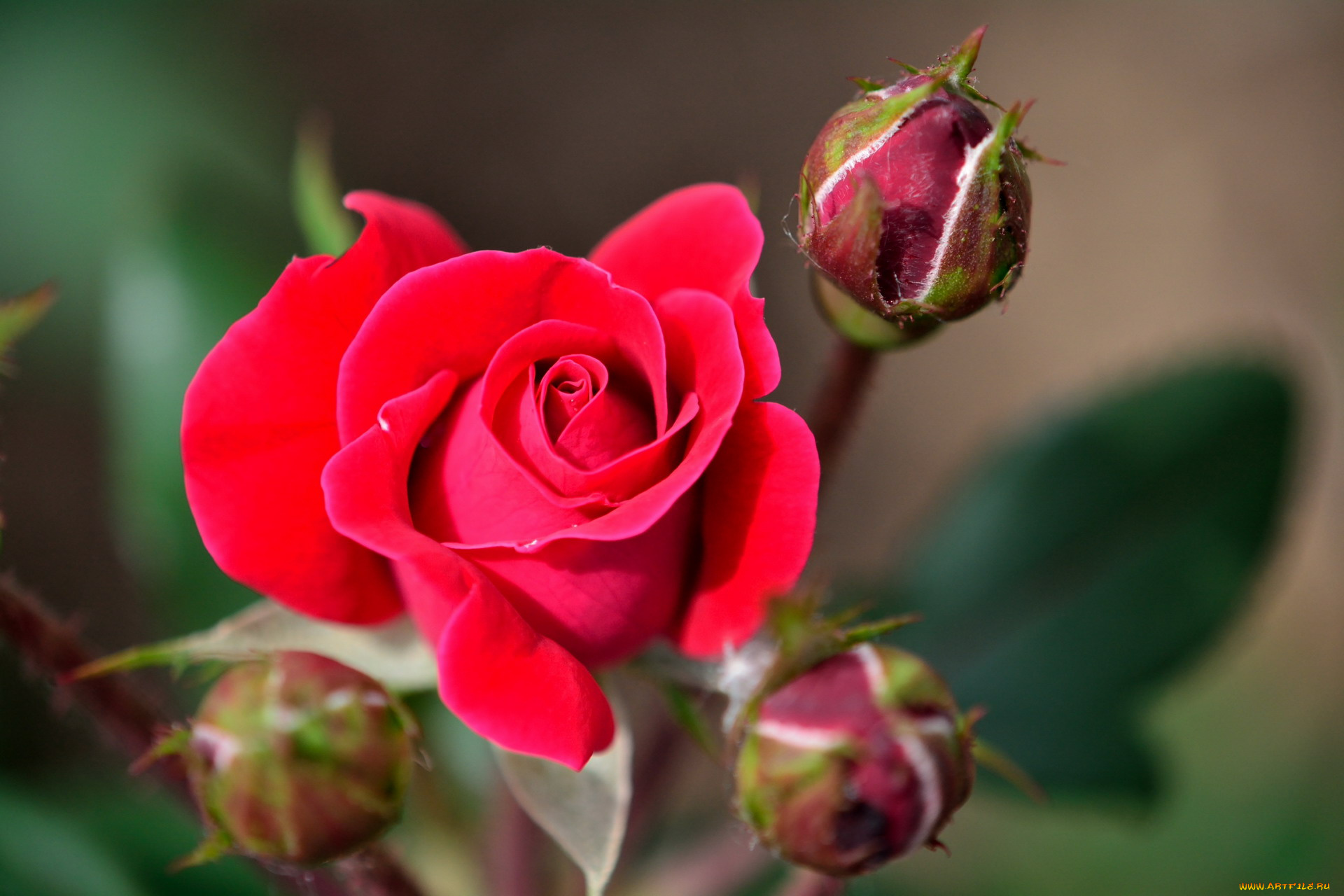 цветы, розы, бутоны