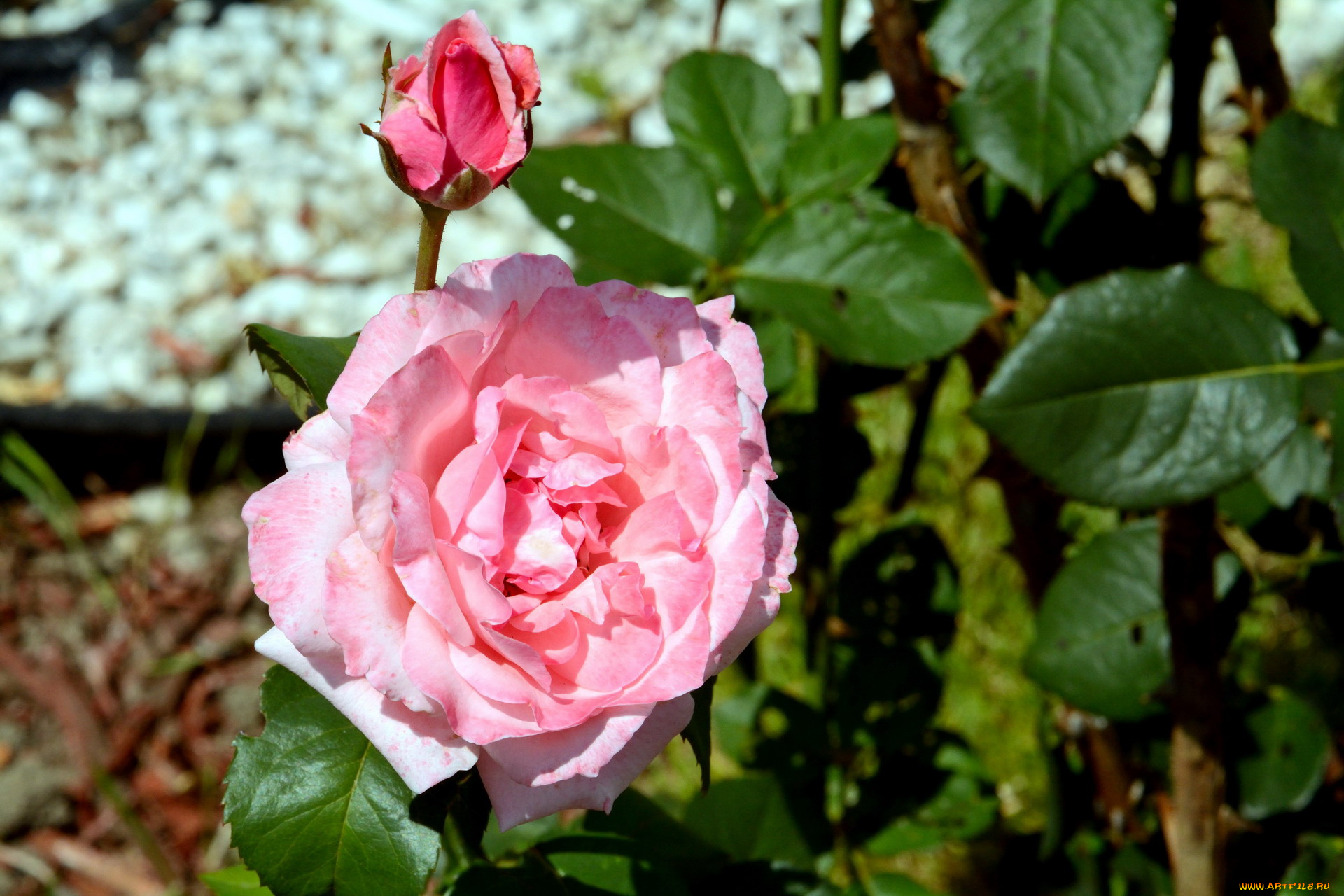 цветы, розы, розовый, бутон