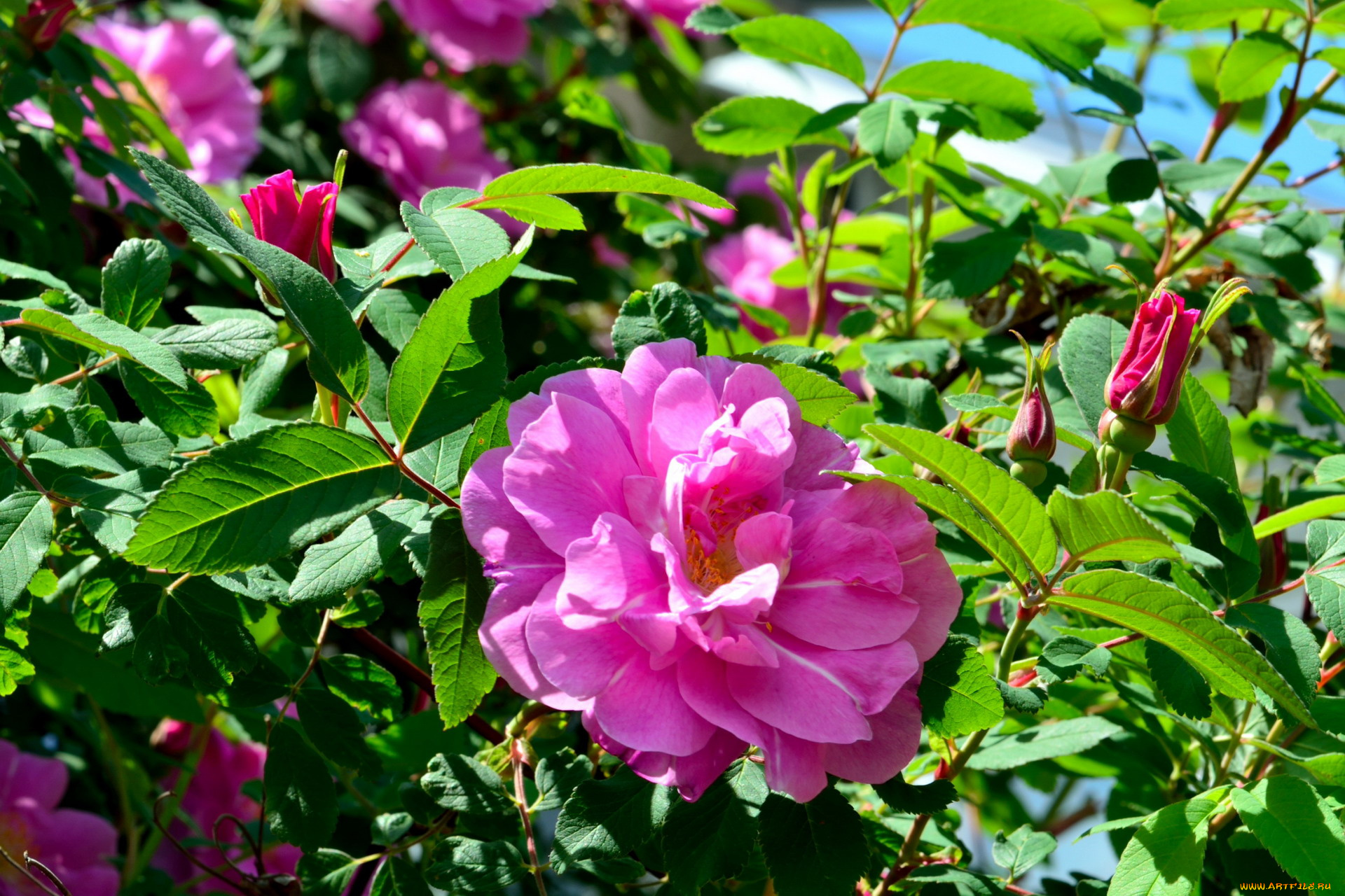 цветы, розы, розовый, бутоны