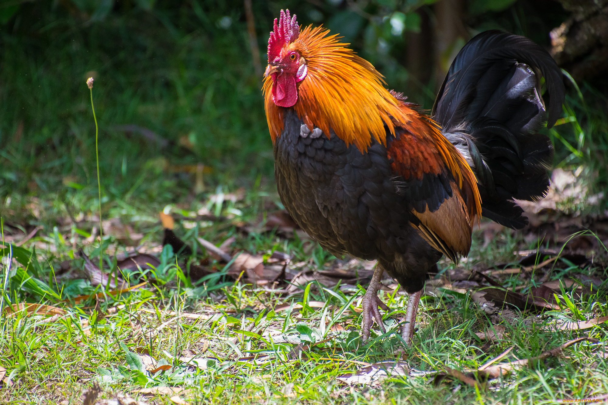 животные, куры, , петухи, птичка