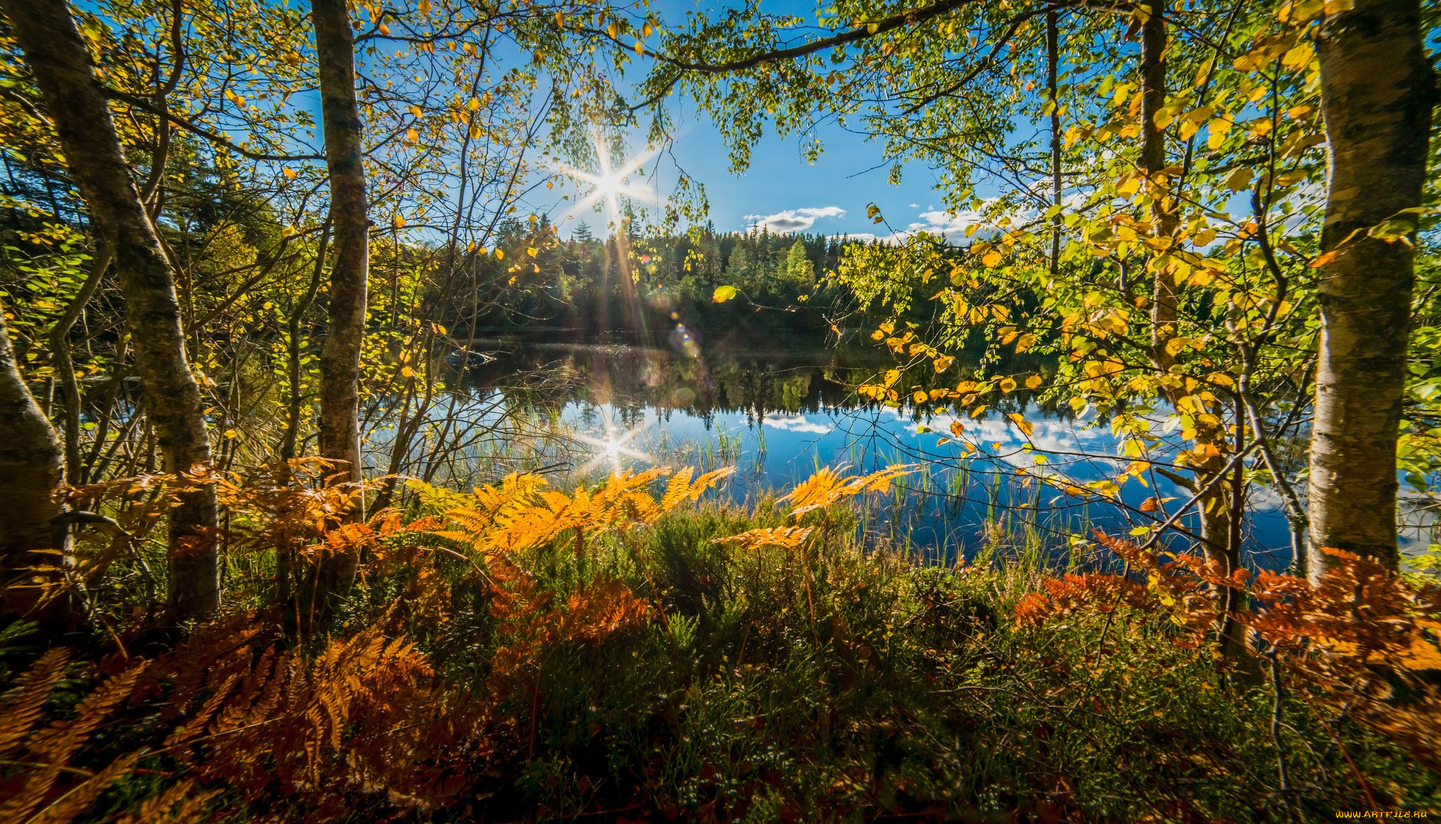 природа, реки, озера, норвегия, папоротник, озеро, осень, деревья