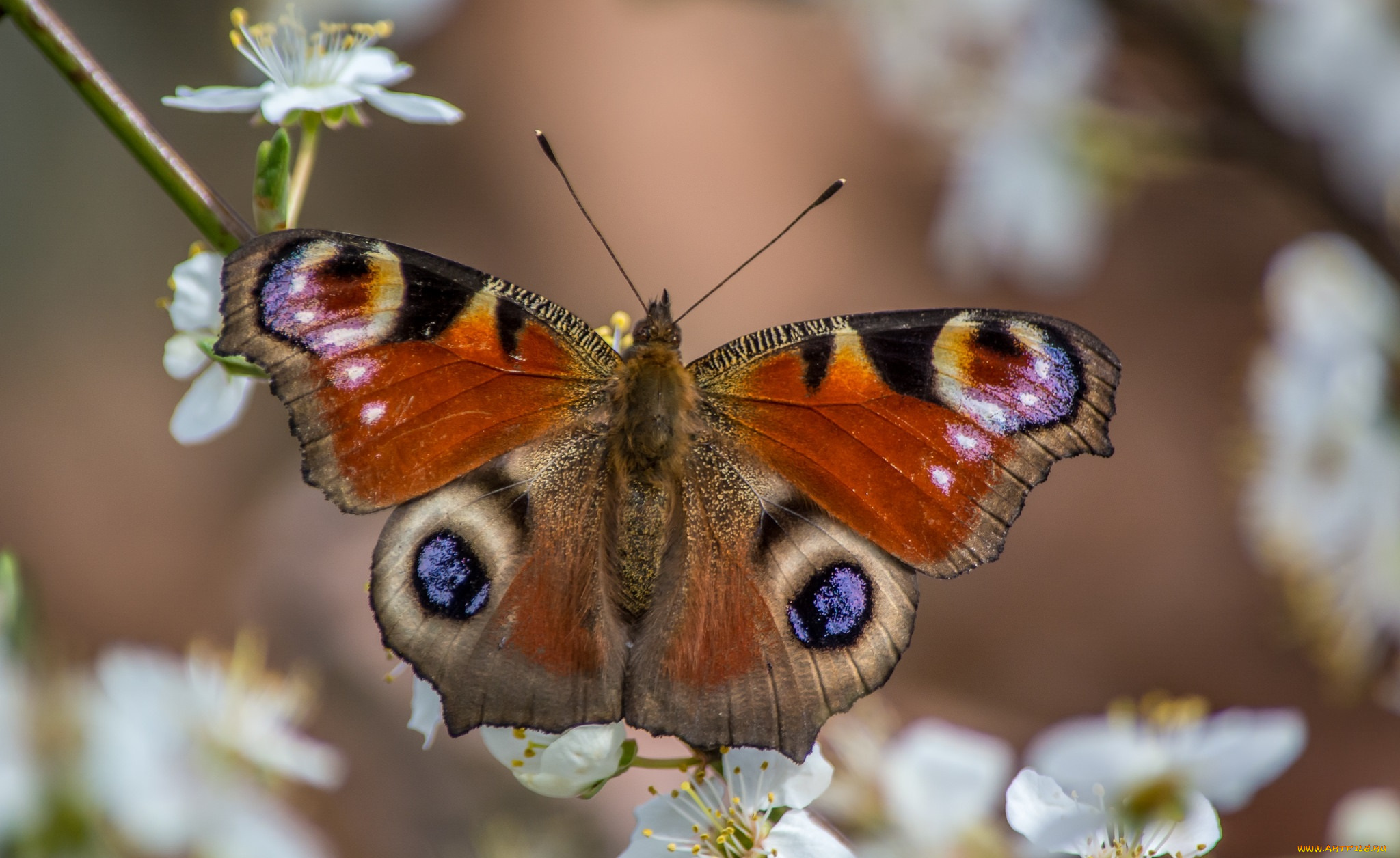 животные, бабочки, , мотыльки, , моли, бабочка