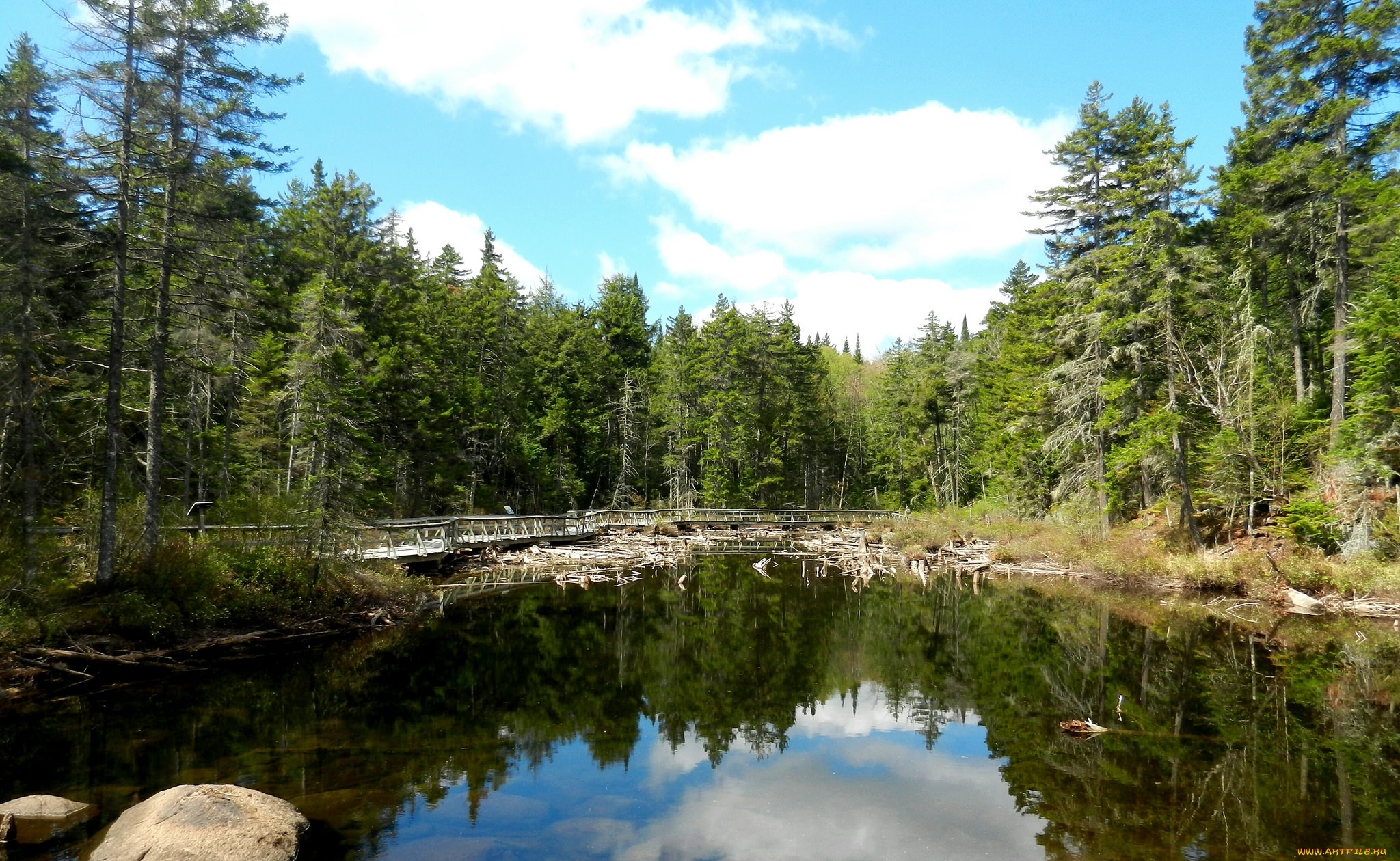 природа, реки, озера, река, лес