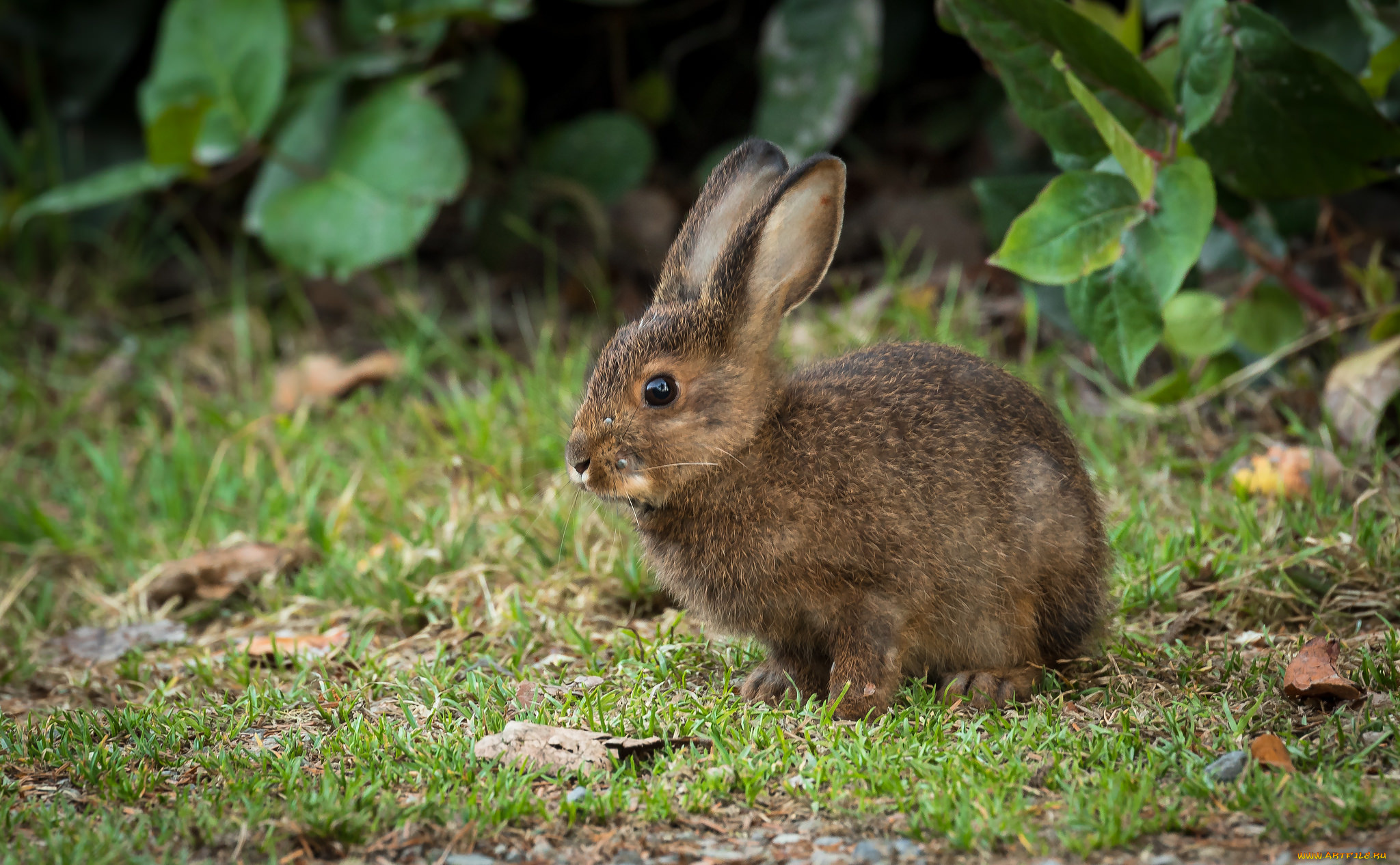 животные, кролики, , зайцы, зайчик