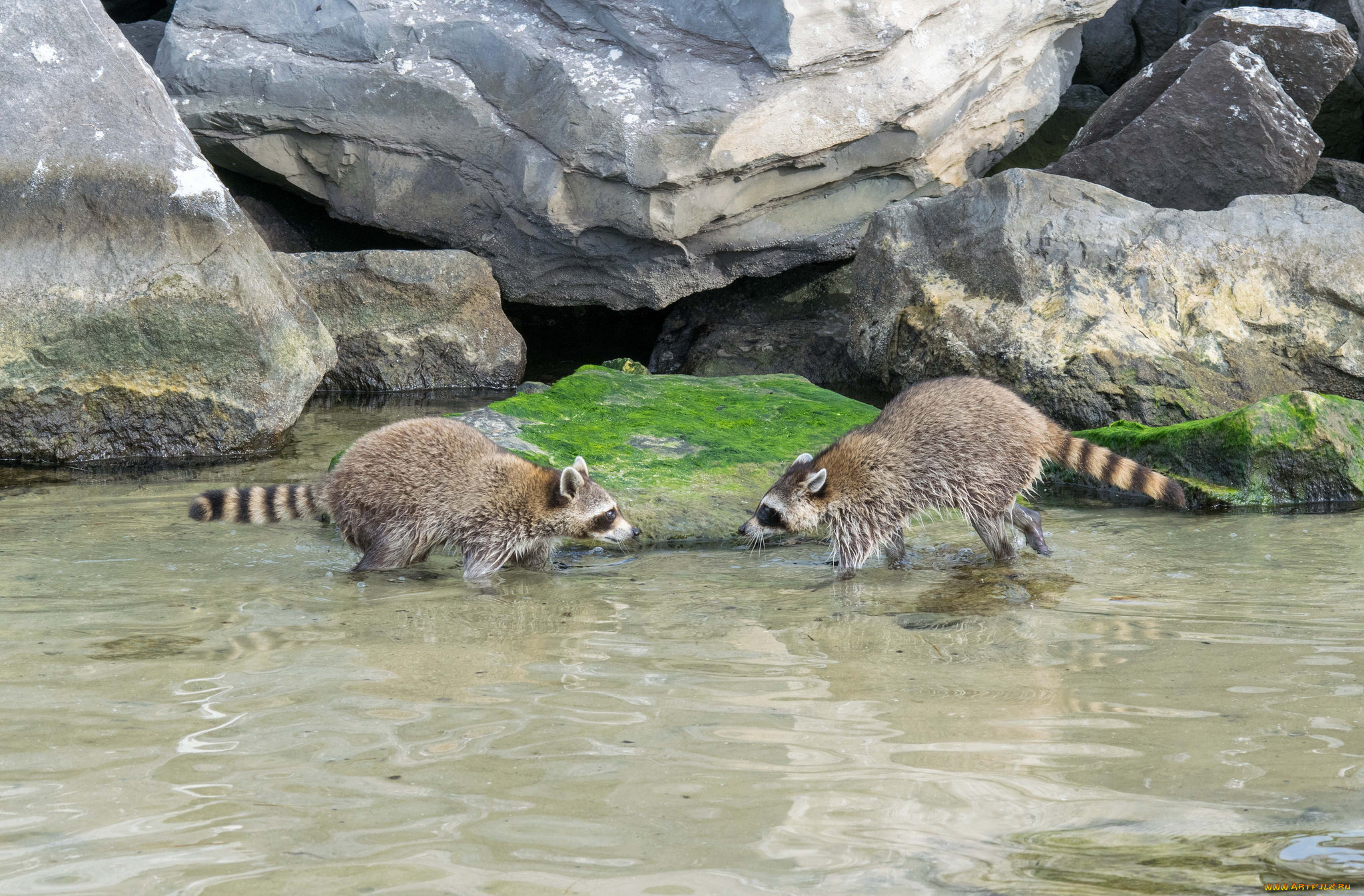 животные, еноты, соперники