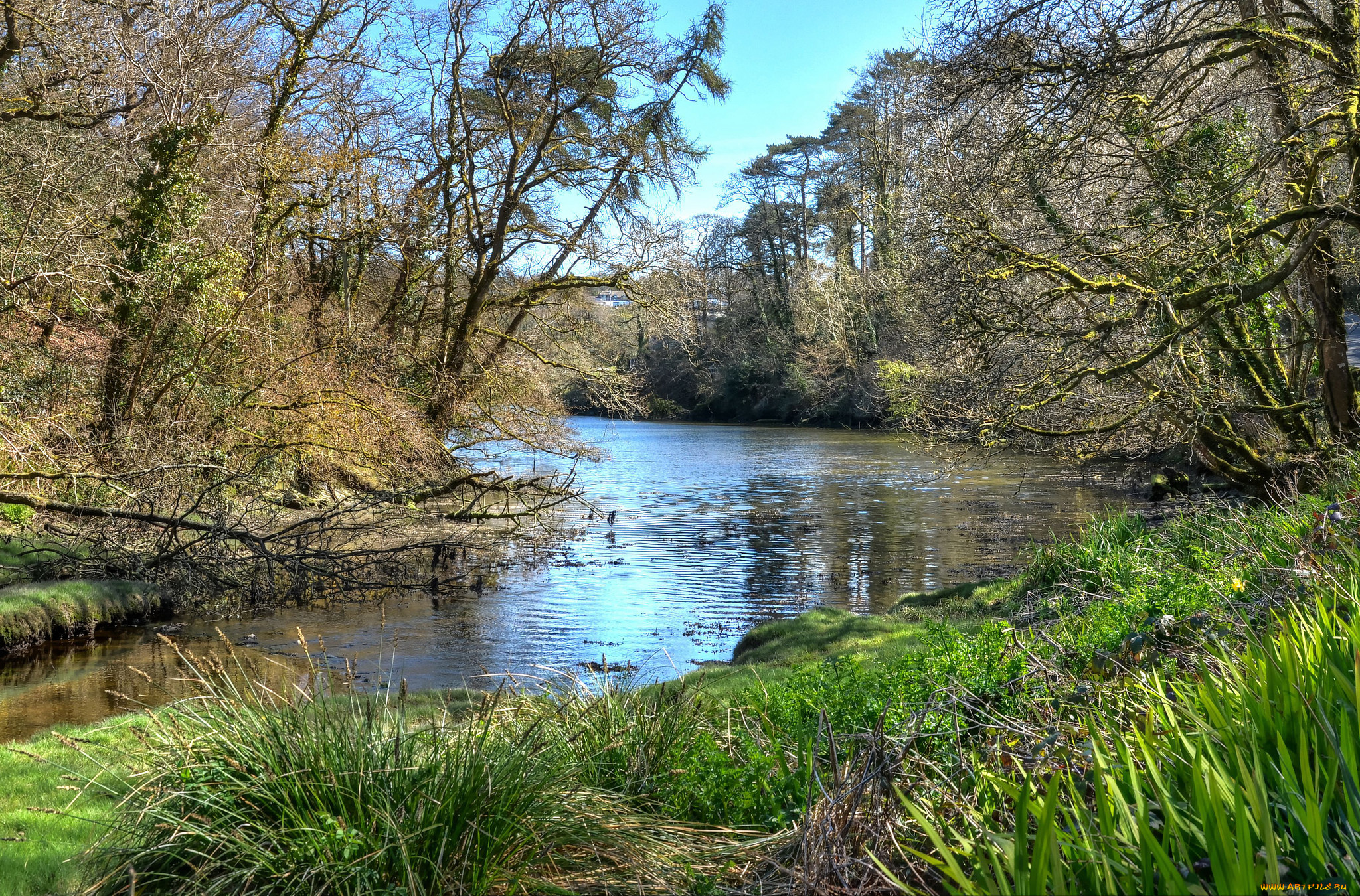 природа, реки, озера, река, лес