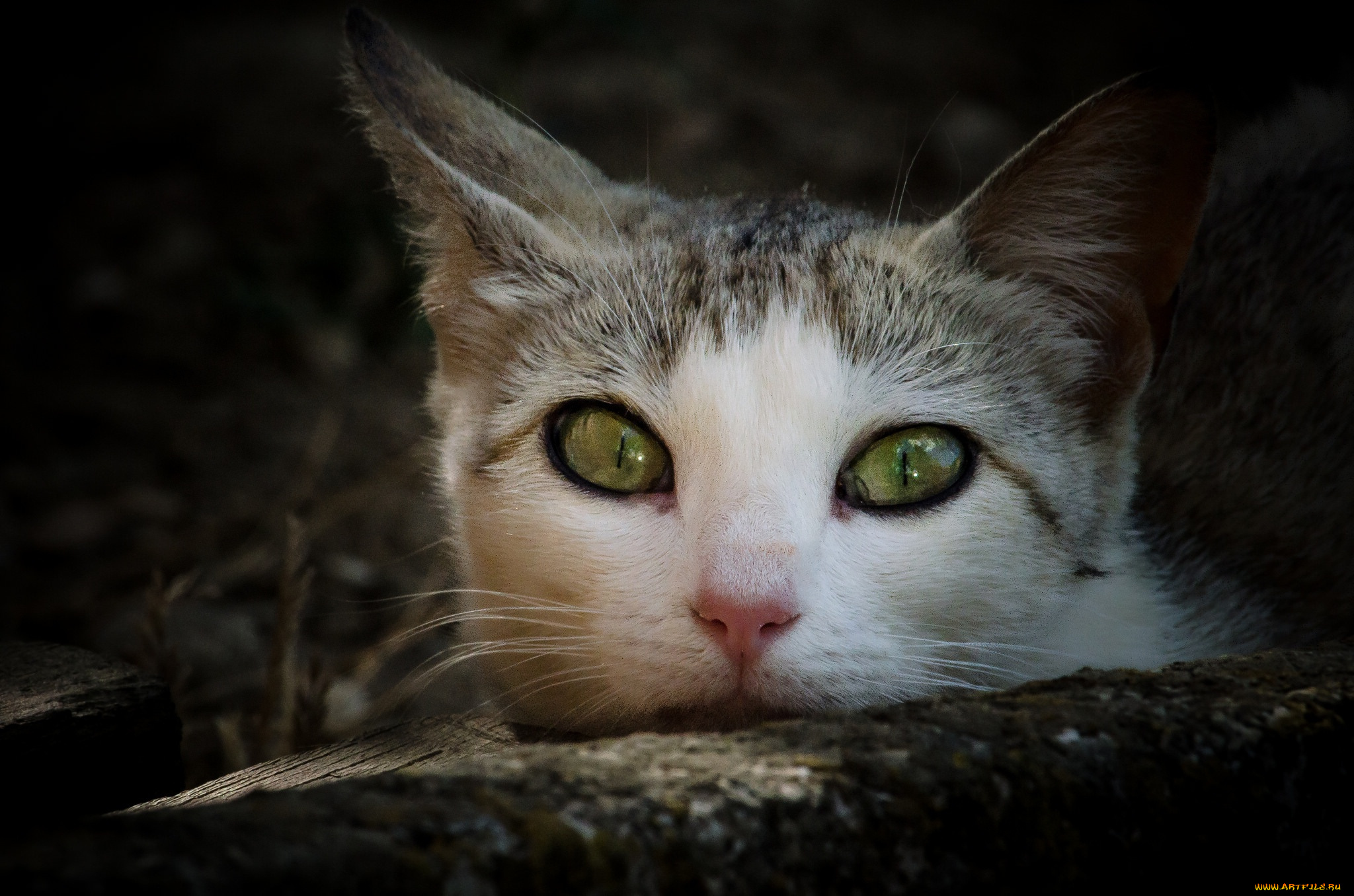 животные, коты, мордочка, взгляд, кошка