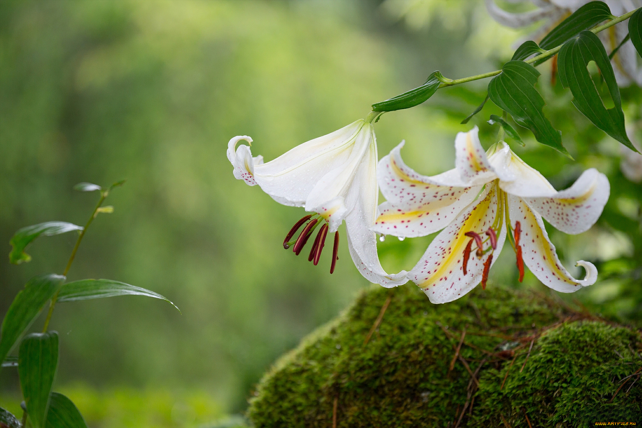 цветы, лилии, , лилейники, лилия, мох, лепестки, макро