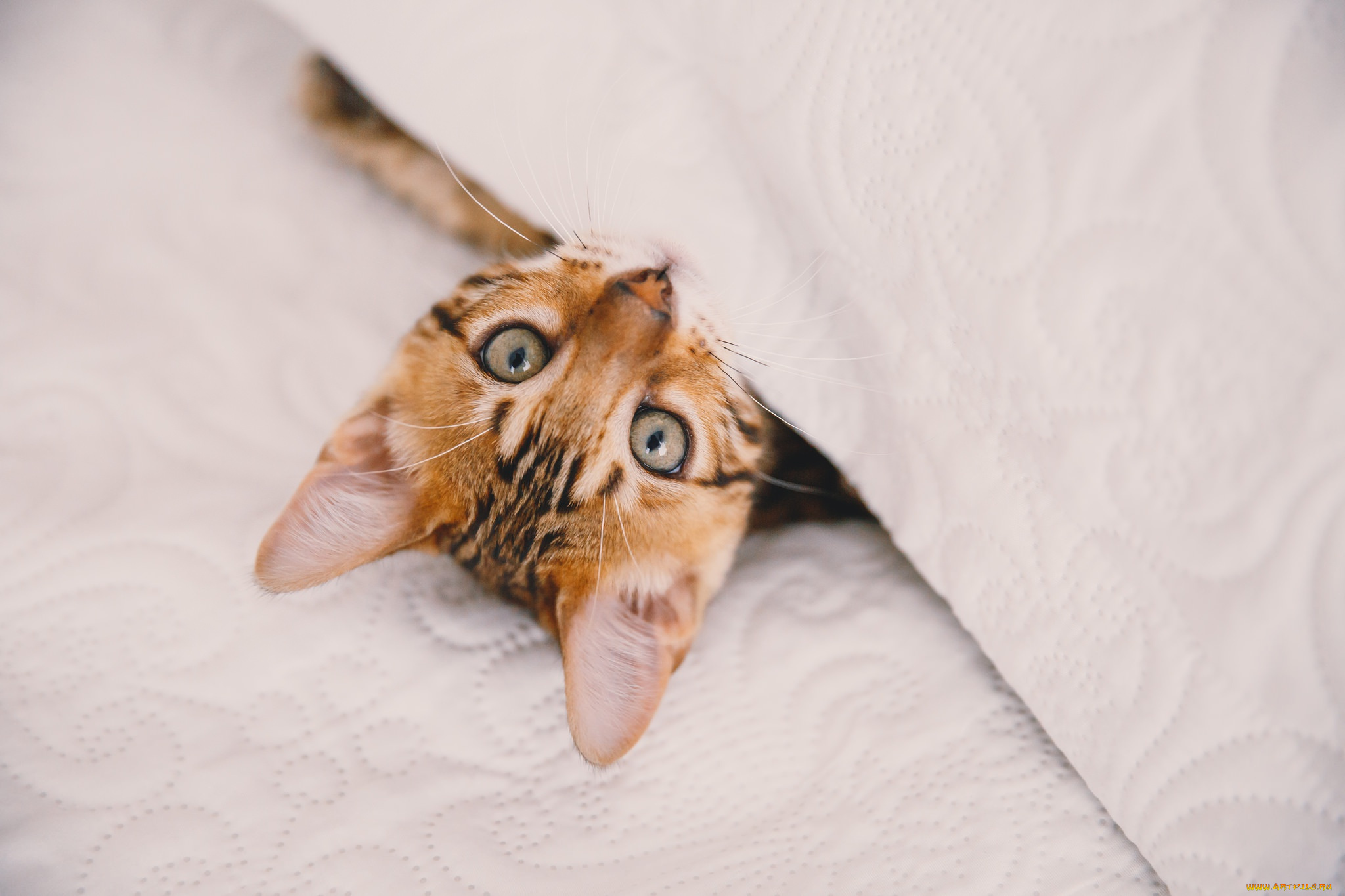 животные, коты, глаза, котенок, взгляд