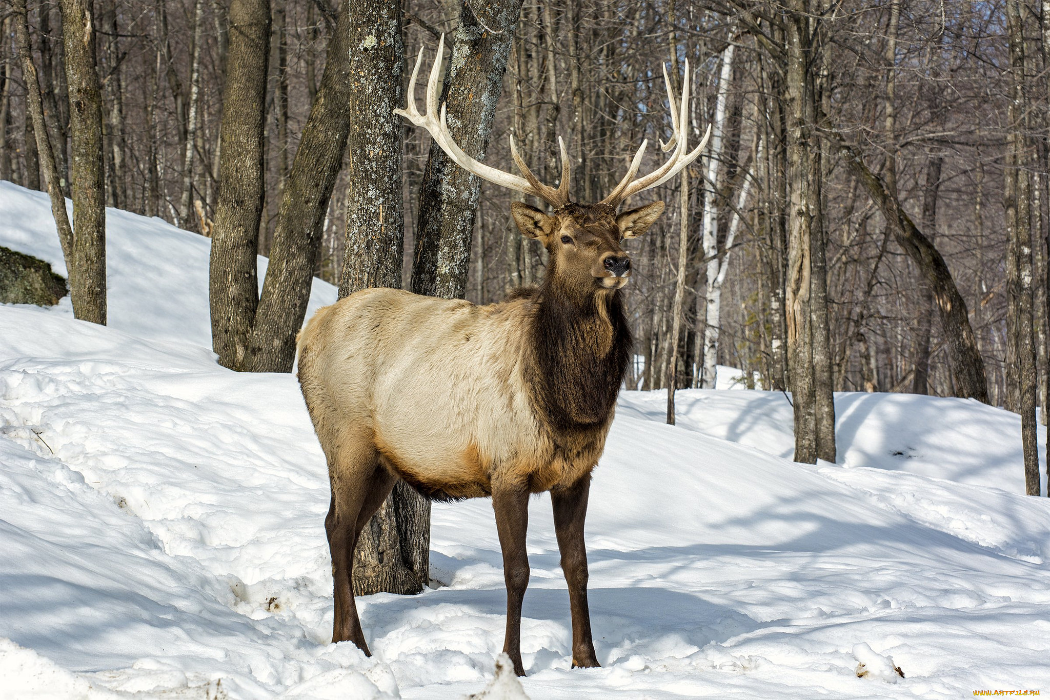 животные, олени, олень, рога