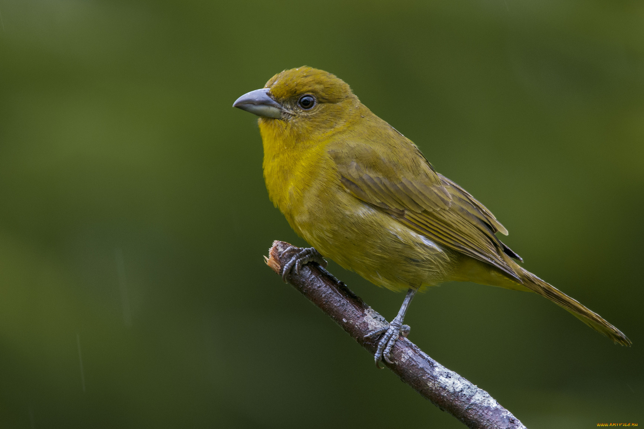 животные, птицы, птичка