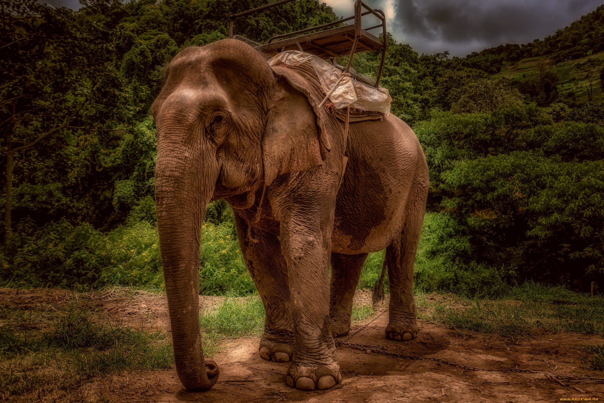 животные, слоны, слон