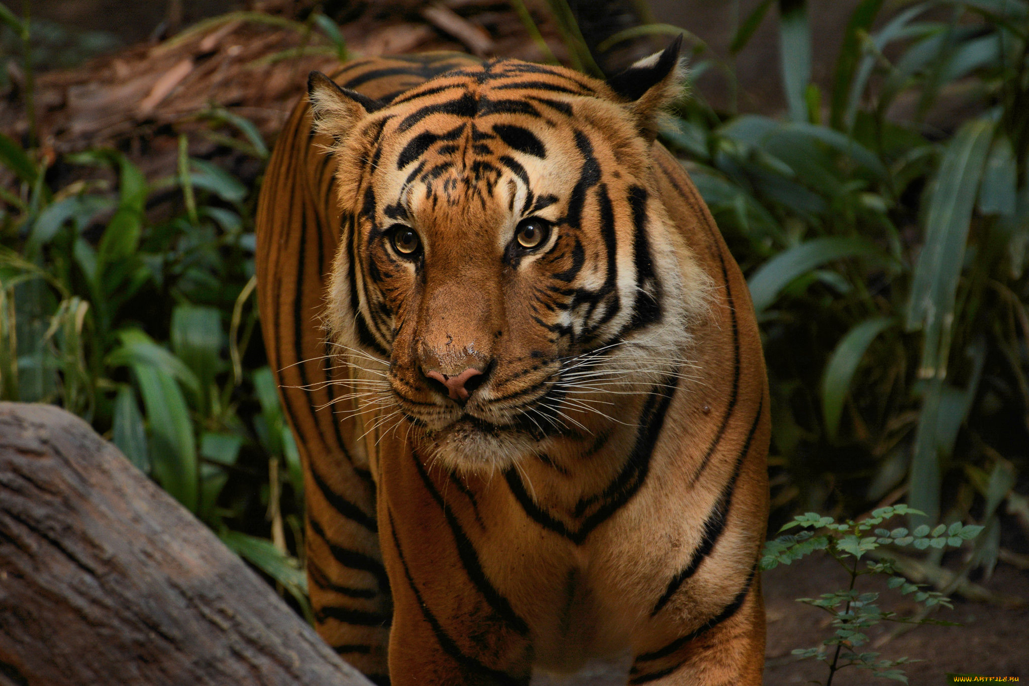 животные, тигры, хищник