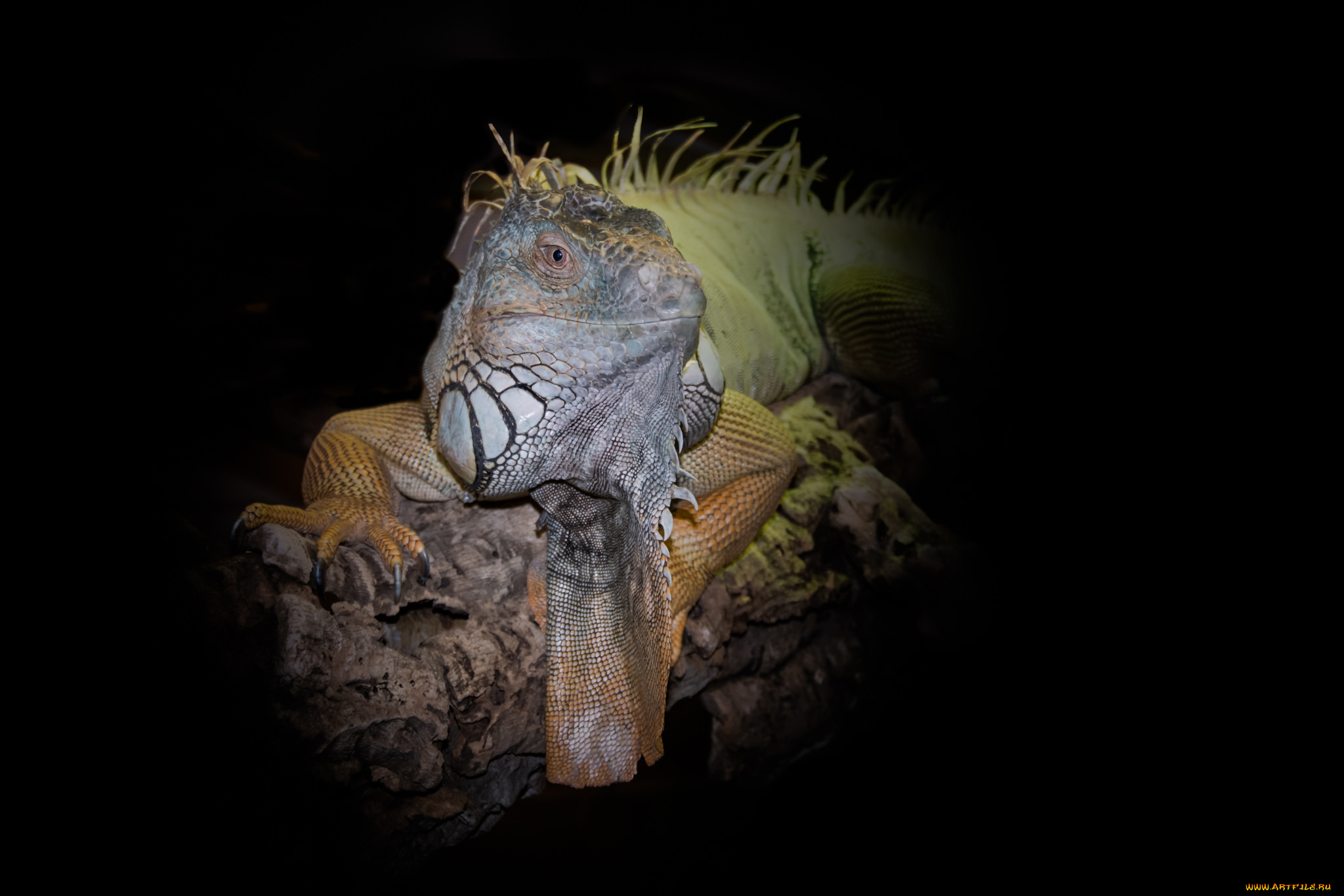 животные, Ящерицы, , игуаны, , вараны, ящерка