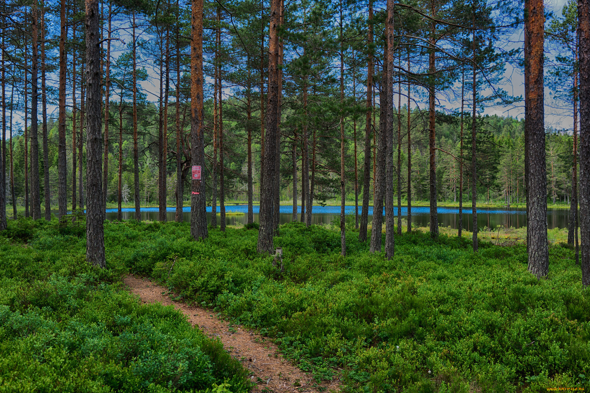 природа, реки, озера, река, лес