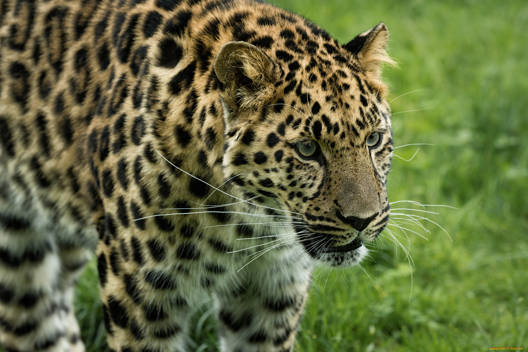 животные, леопарды, хищник