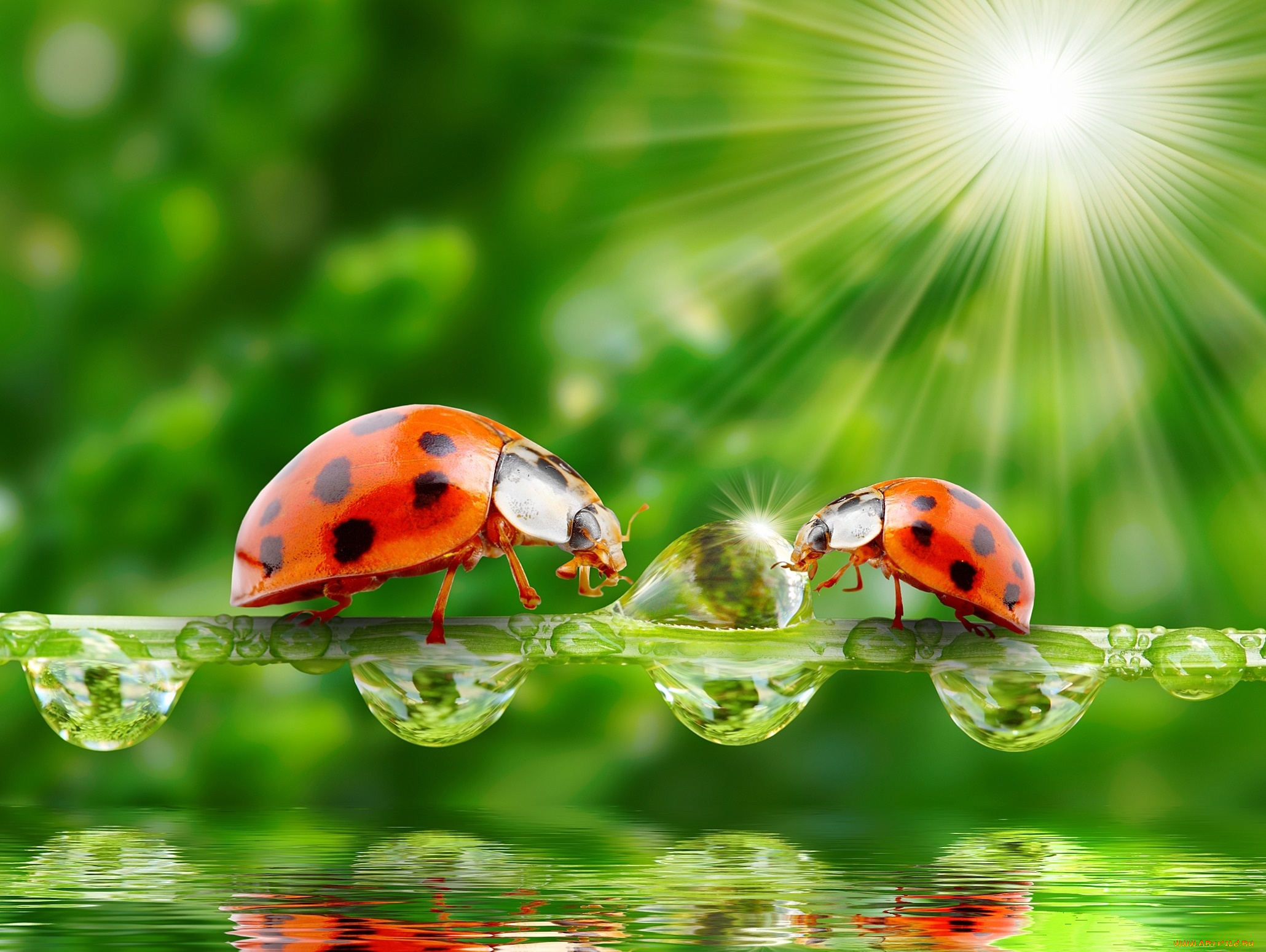 животные, божьи, коровки, лучи, солнца, природа, зелень, вода, капли, травинка, божьи, коровки