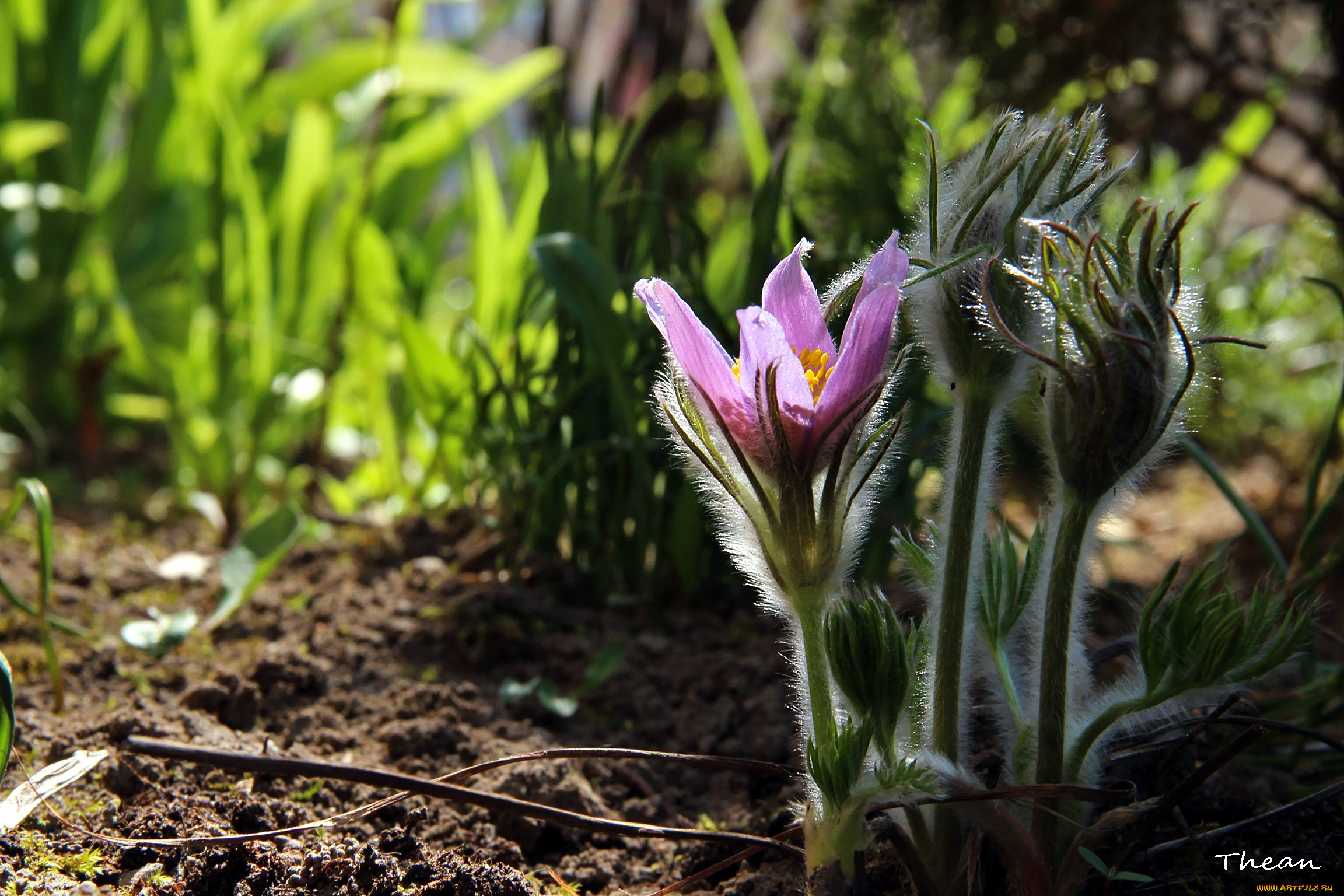 цветы, анемоны, , сон-трава, первоцветы