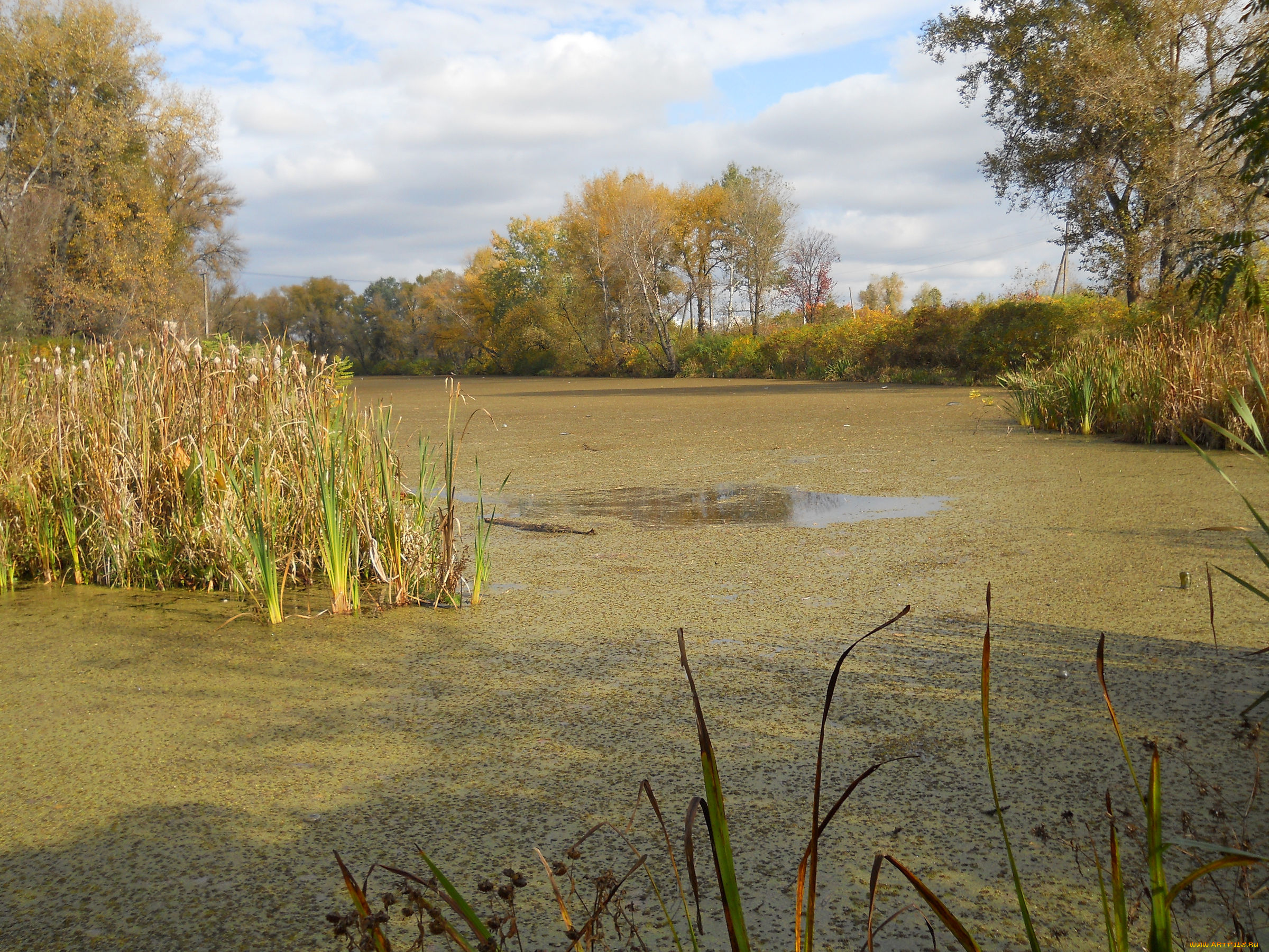 троещина, в, киеве, природа, реки, озера, залив, киев, осень, троещина