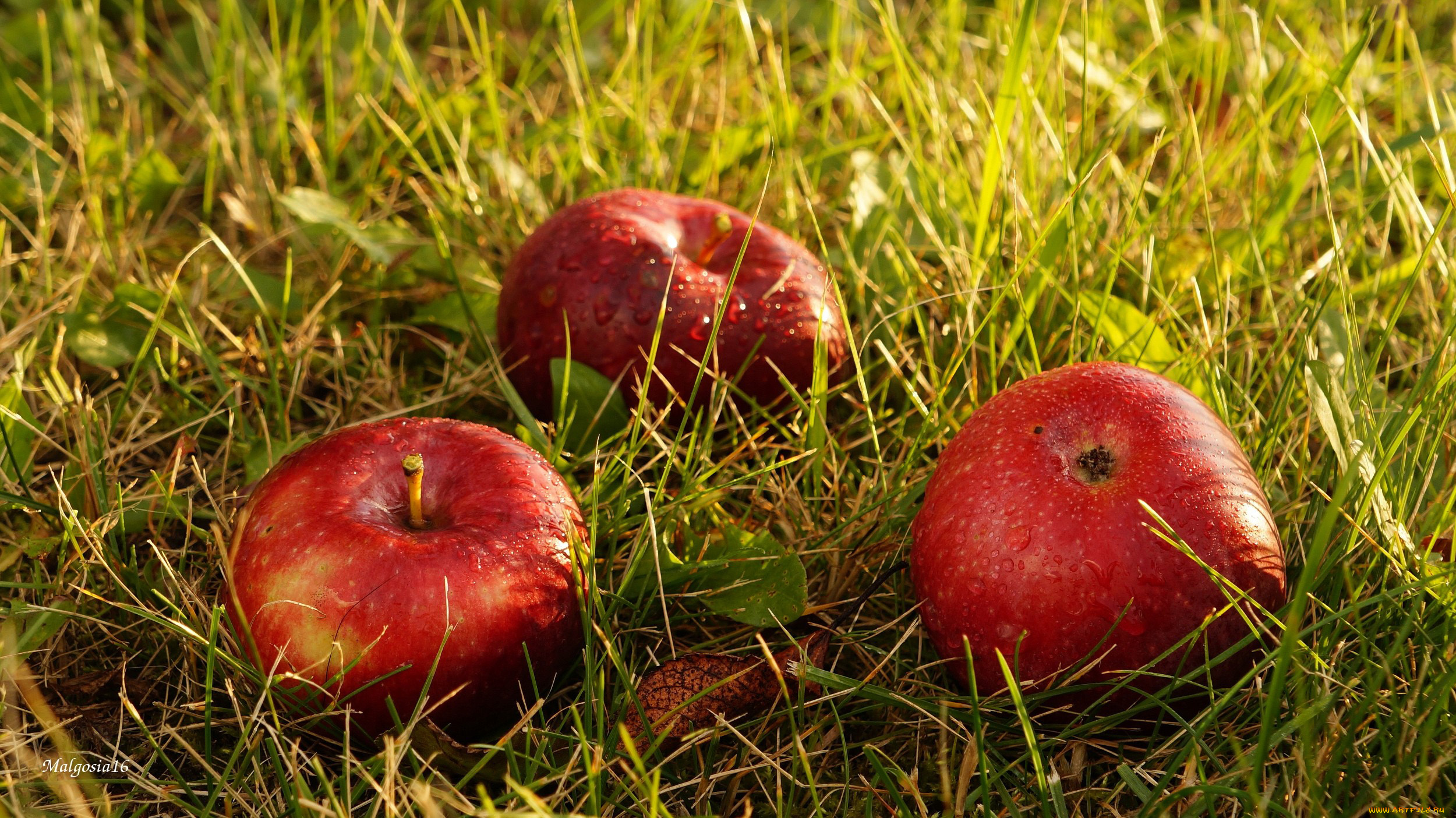 еда, Яблоки, капли, плоды, трава