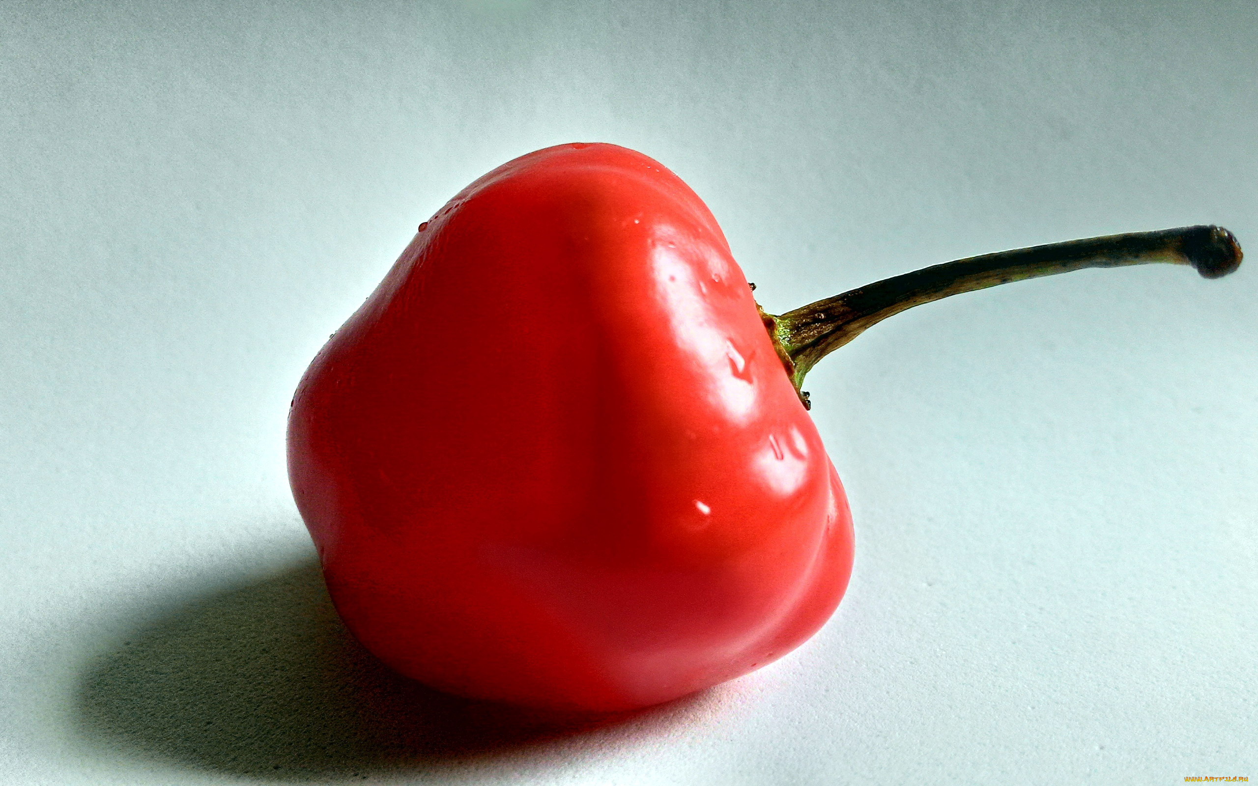 еда, перец, макро, красный