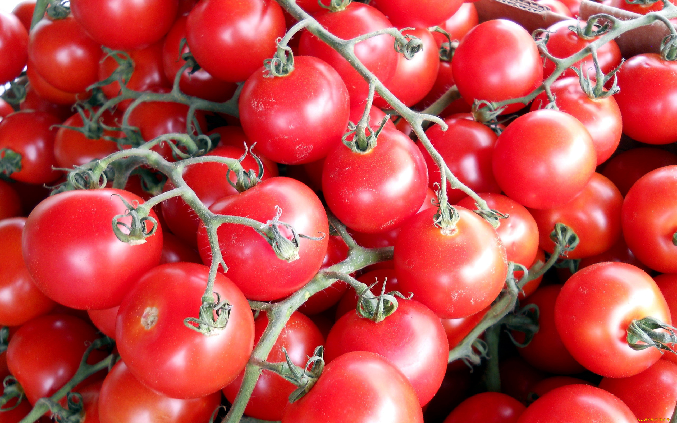 еда, помидоры, много, черри, томаты