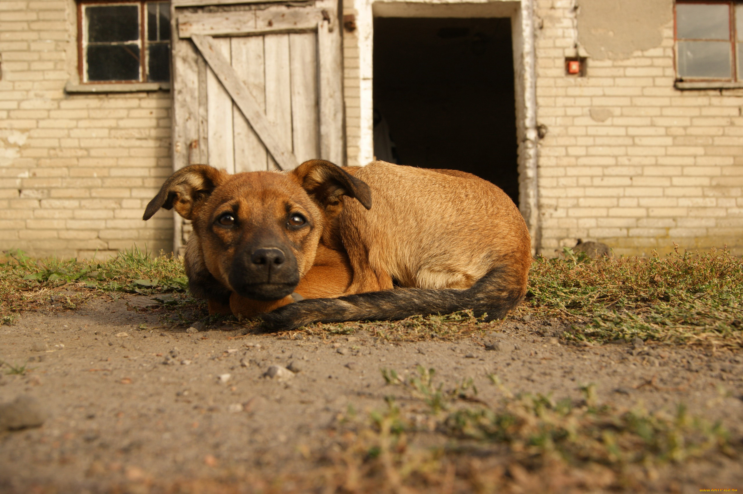 животные, собаки, сторож