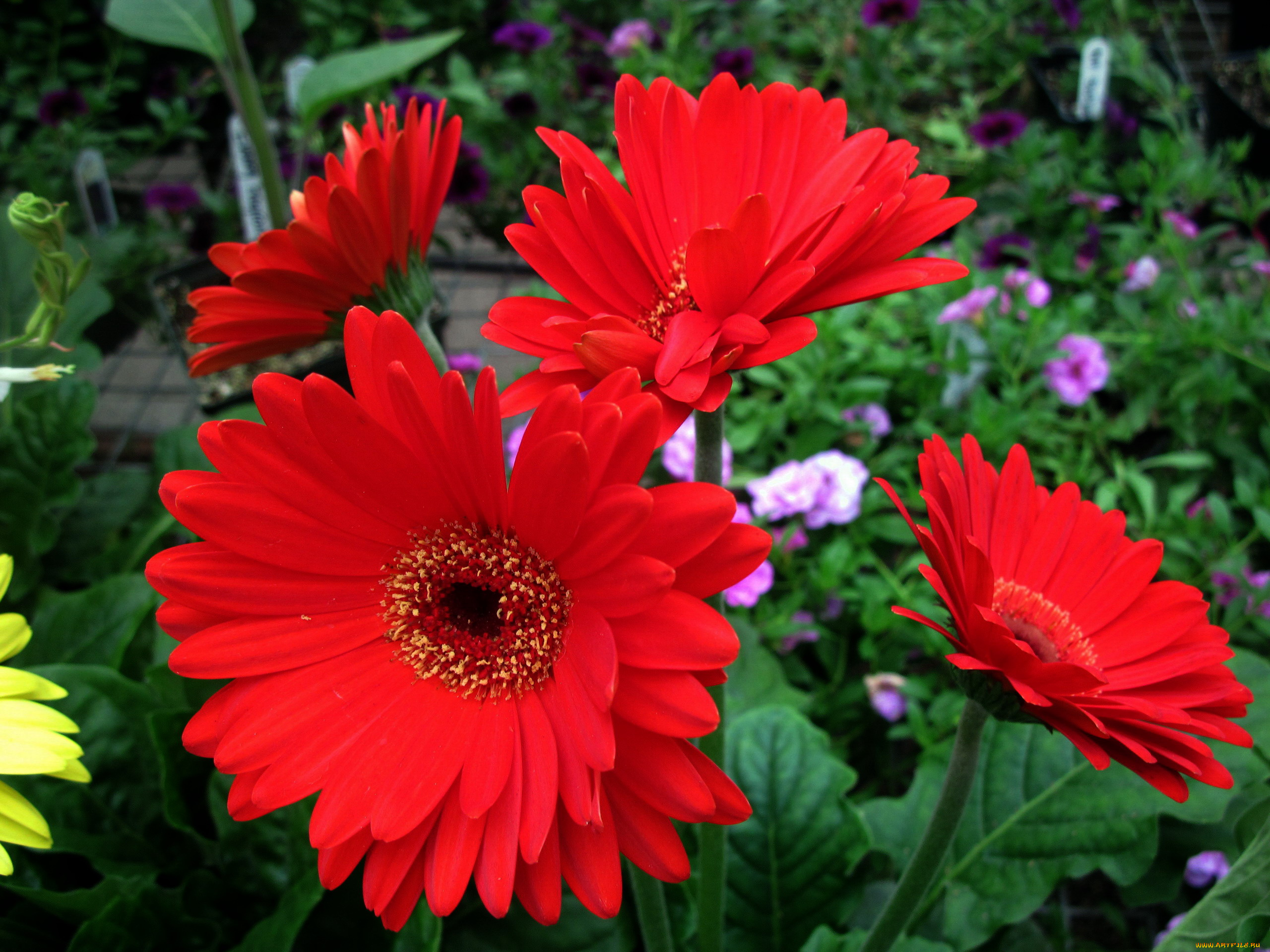 цветы, герберы, алый