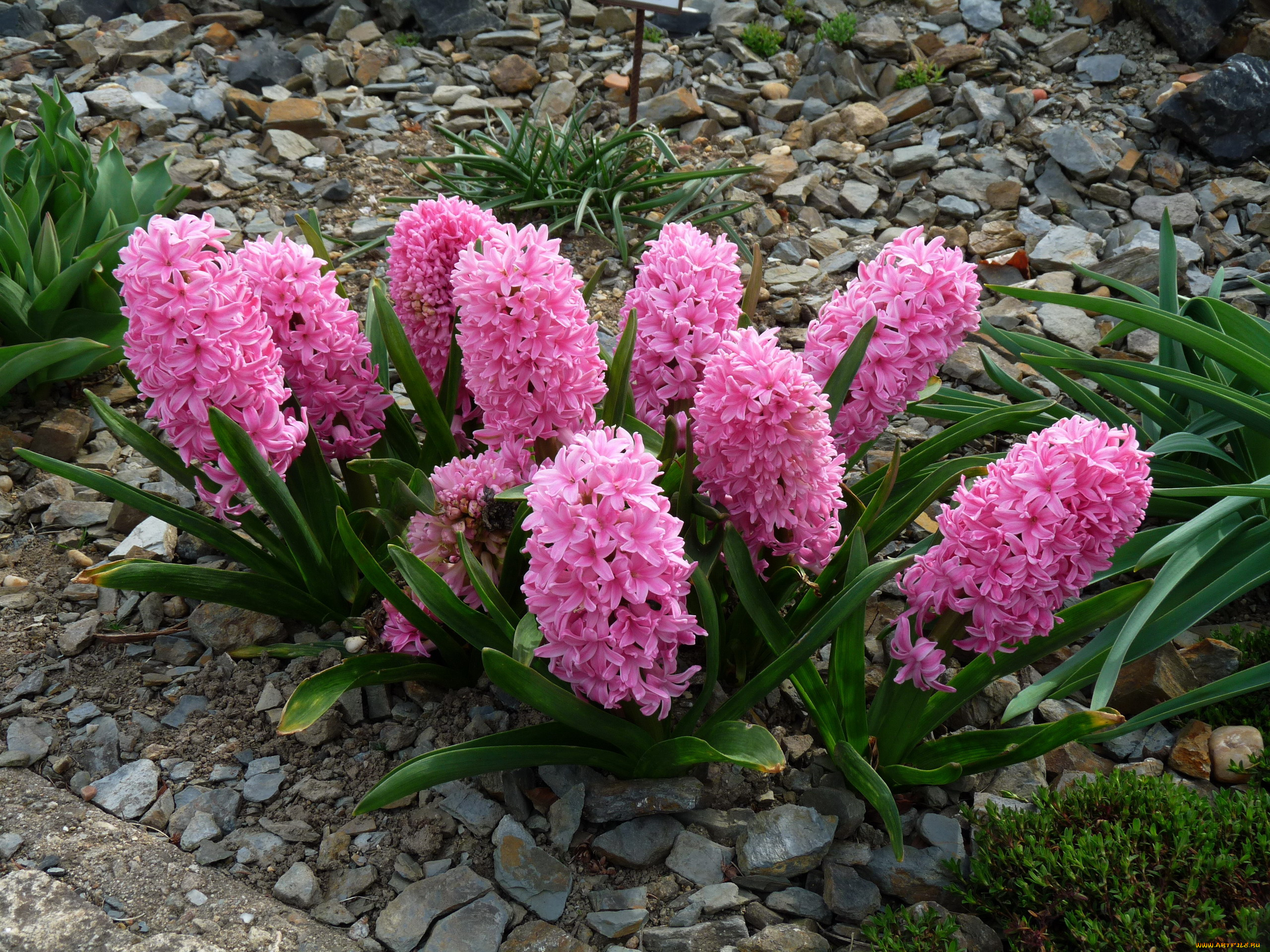 цветы, гиацинты, камни, клумба, розовый