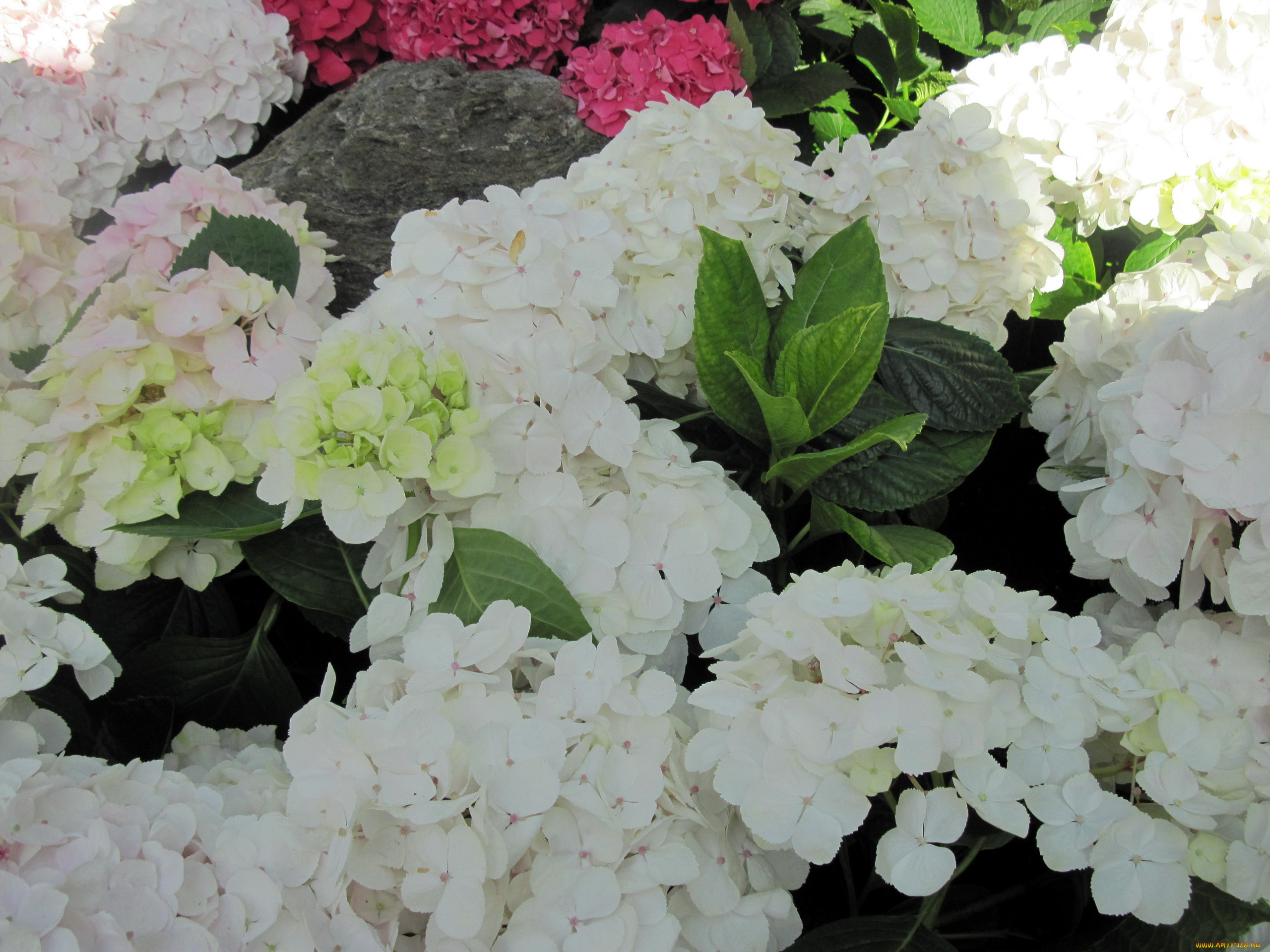 цветы, гортензия, белый