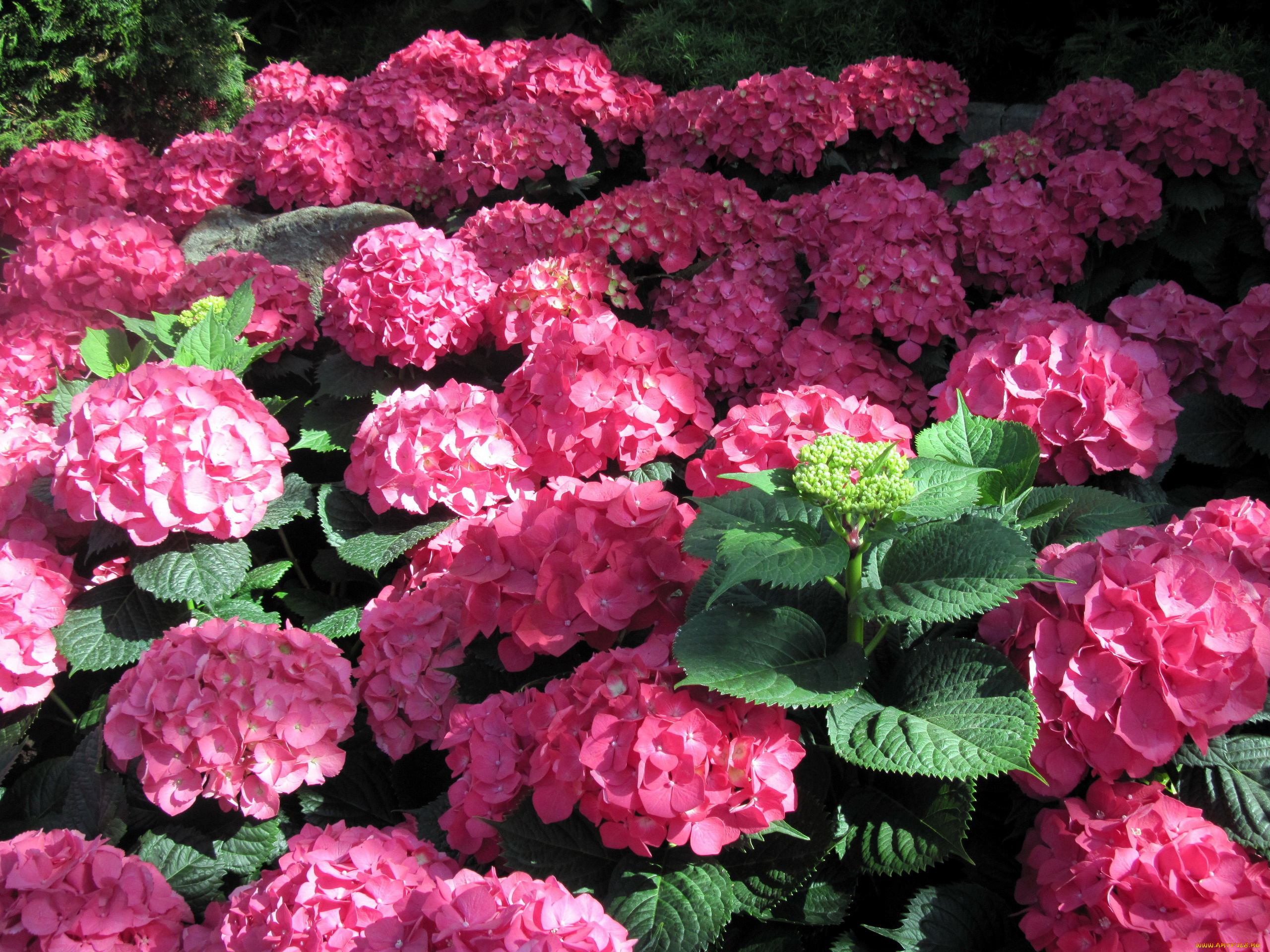 цветы, гортензия, розовый