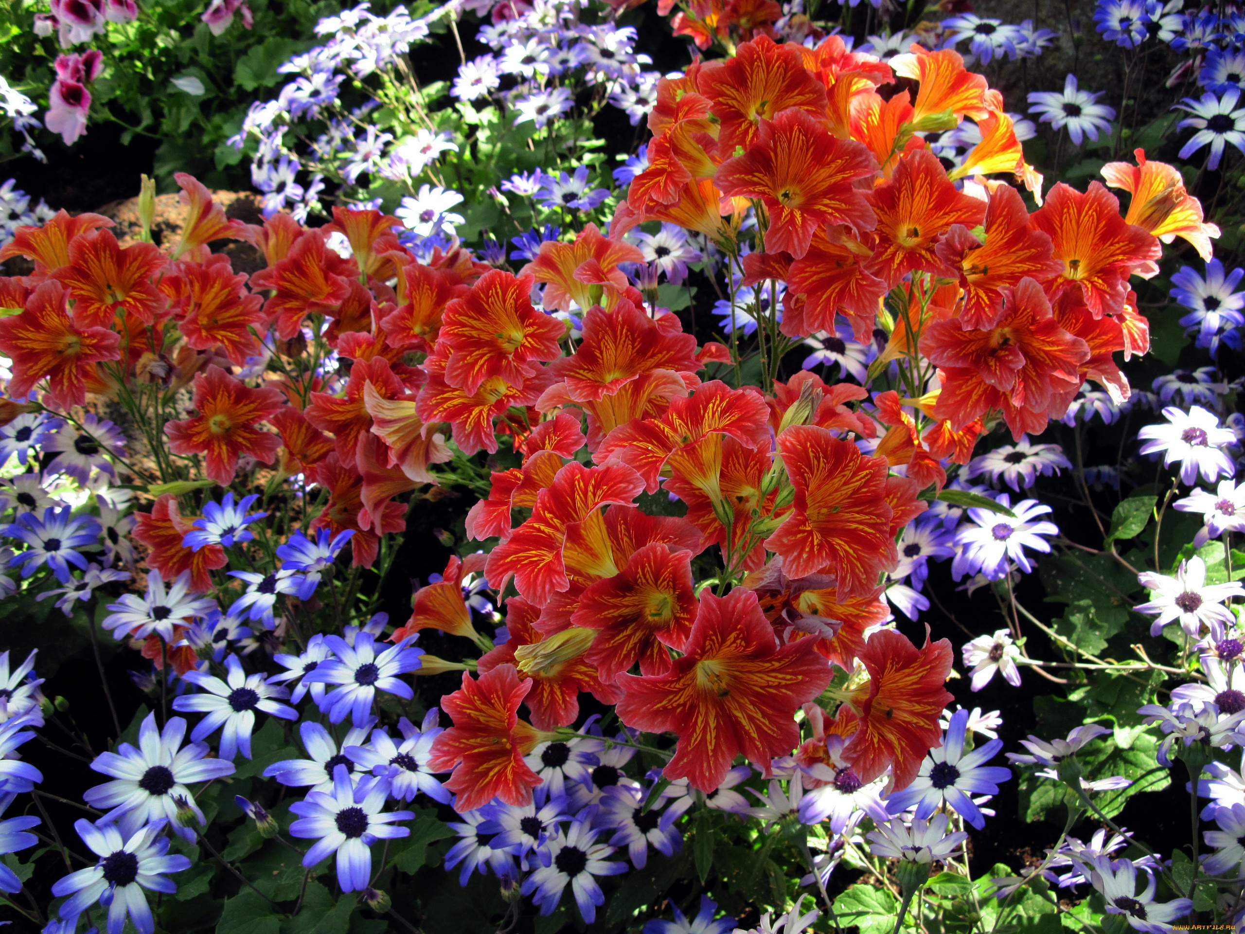 цветы, разные, вместе, сальпиглоссис