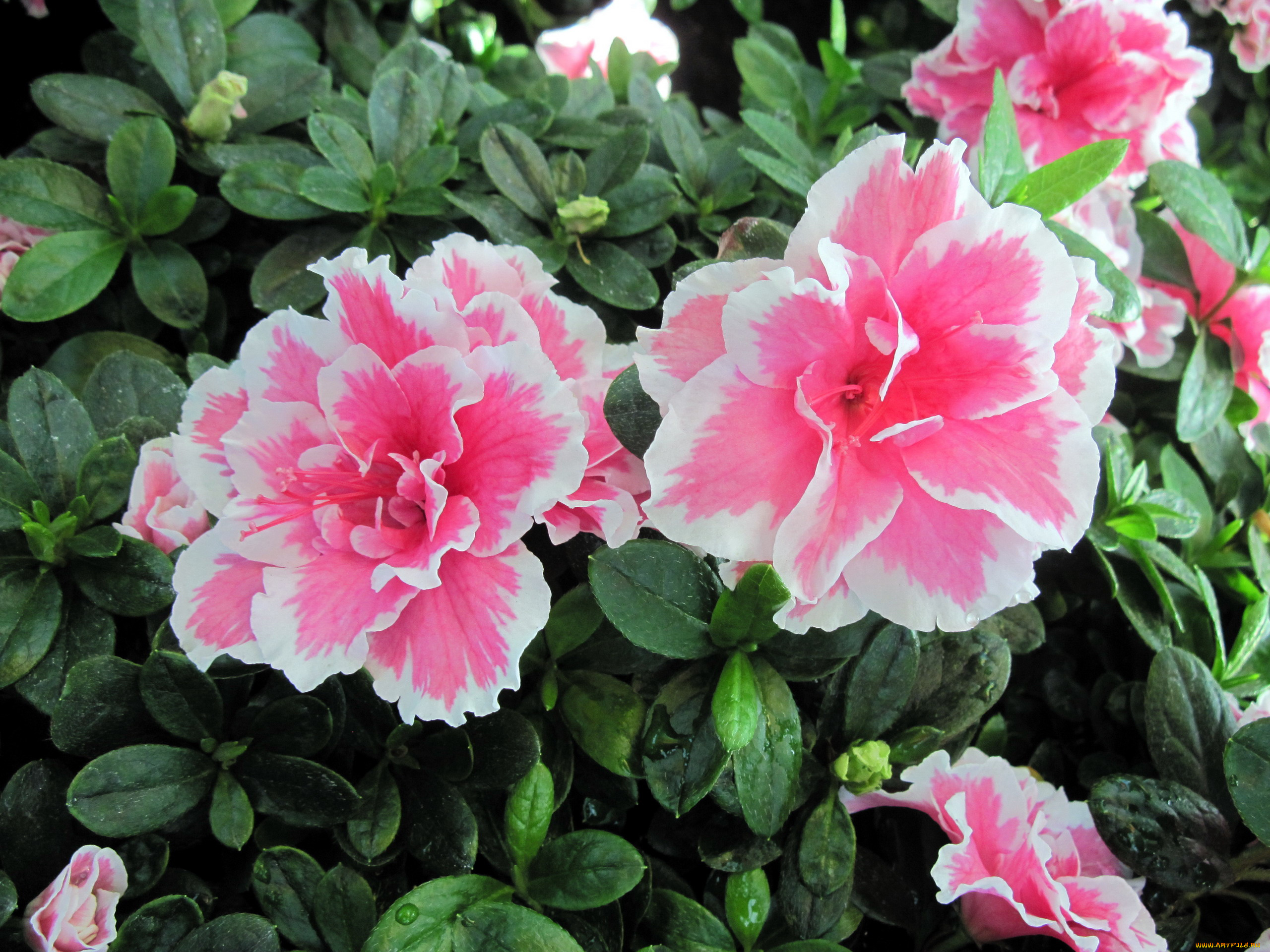 цветы, рододендроны, , азалии, азалия, бутоны