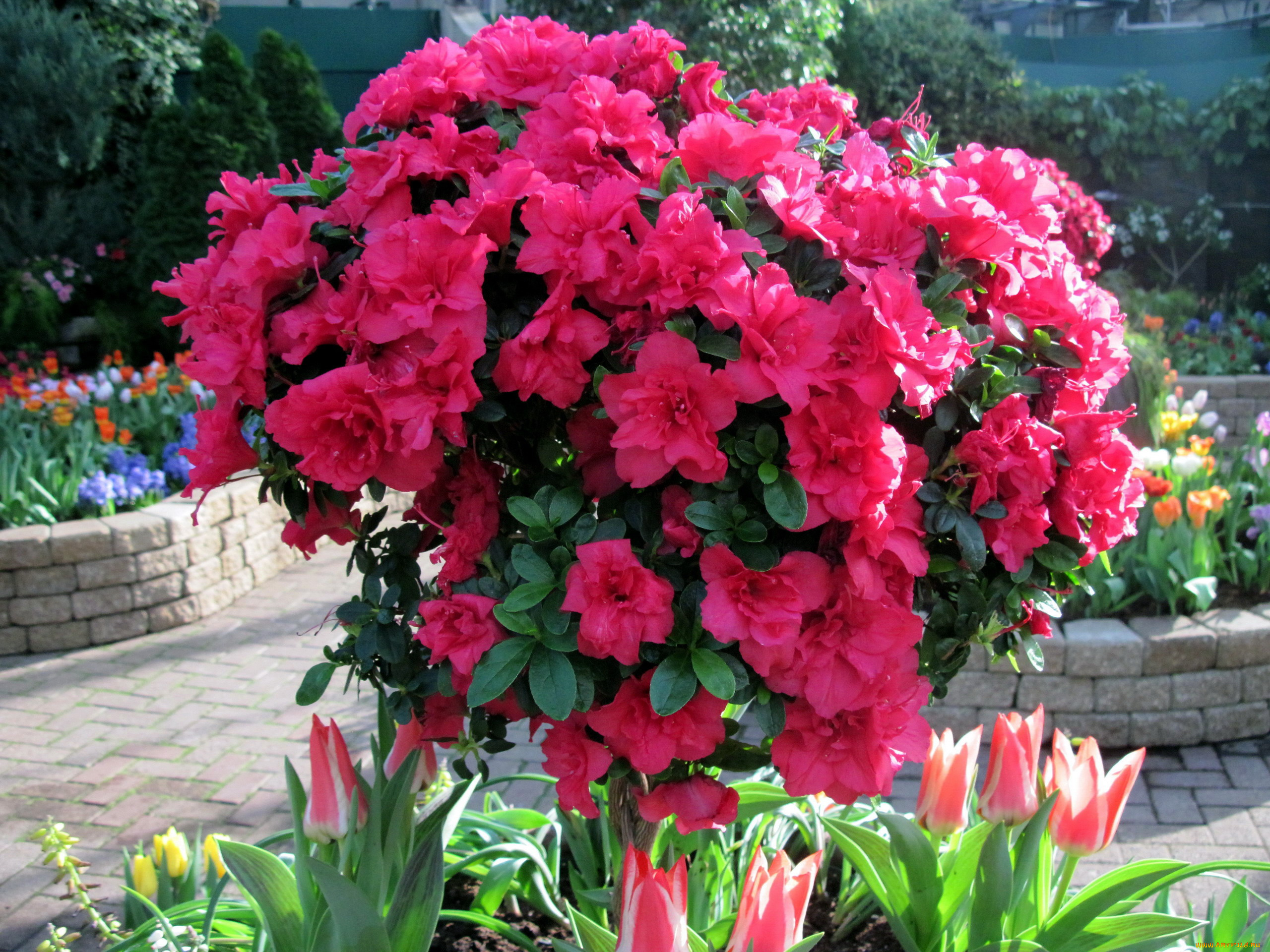 цветы, рододендроны, , азалии, азалия, куст