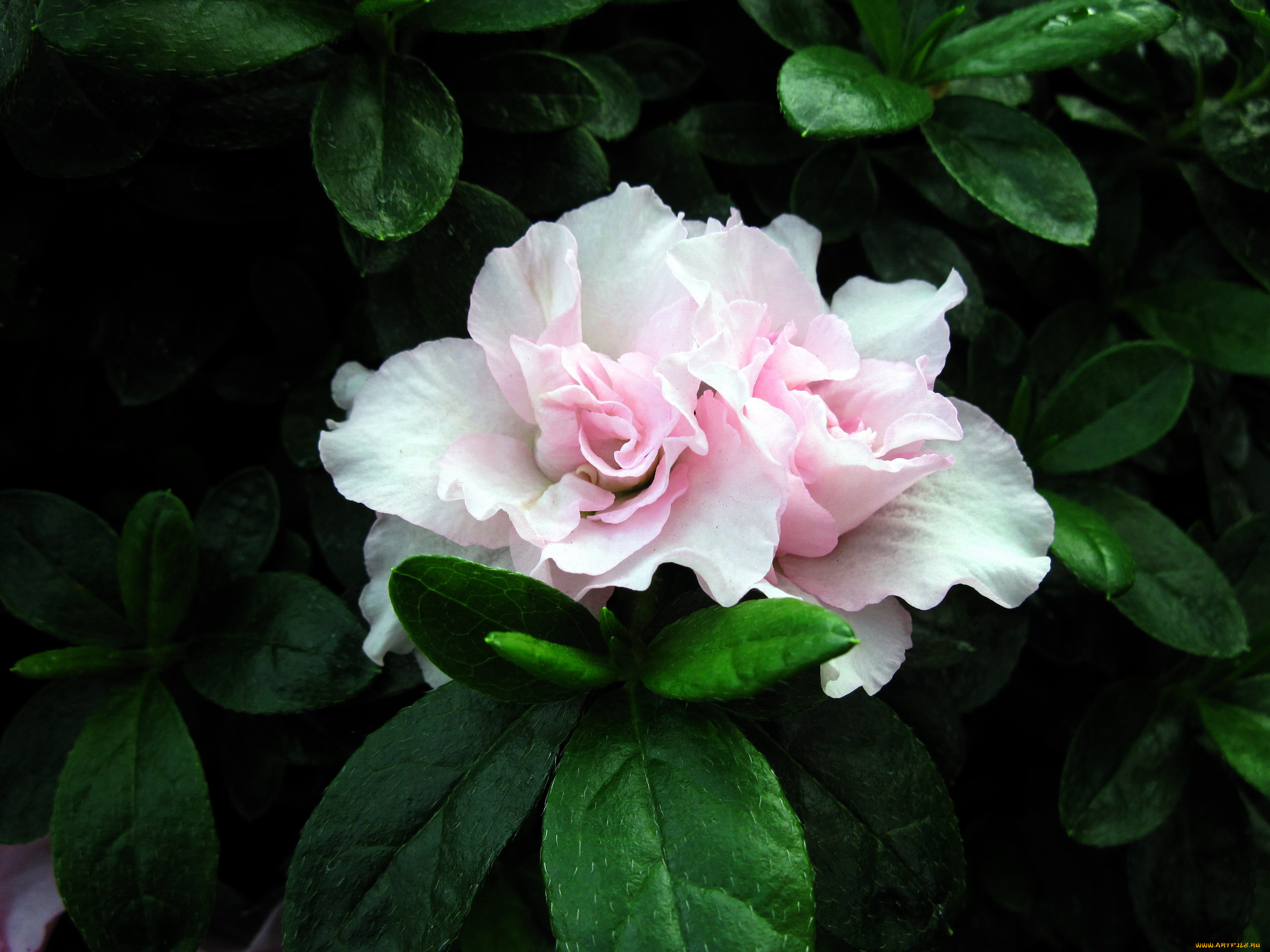 цветы, рододендроны, , азалии, азалия, нежный