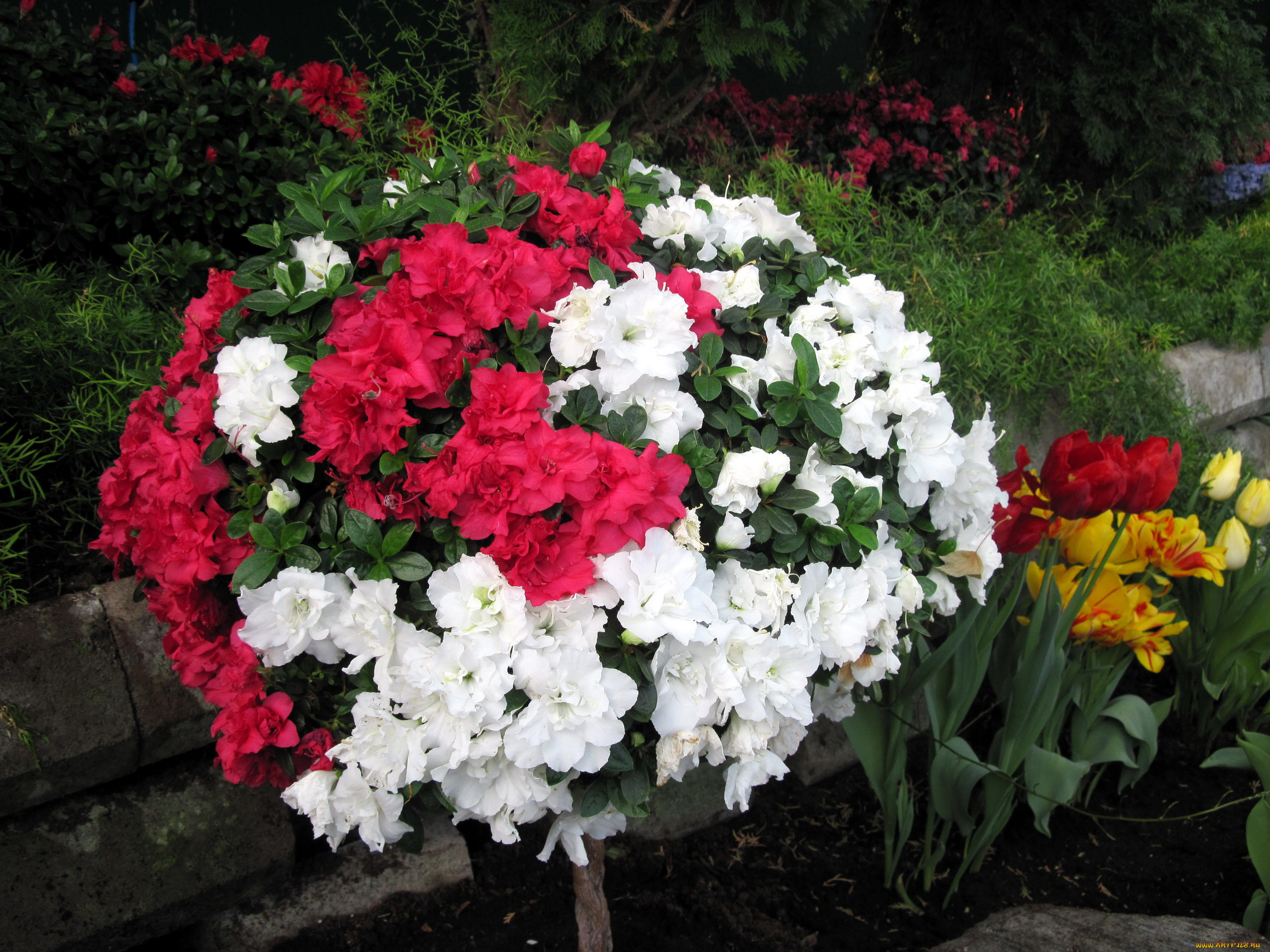 цветы, рододендроны, , азалии, розовый, азалия, белый