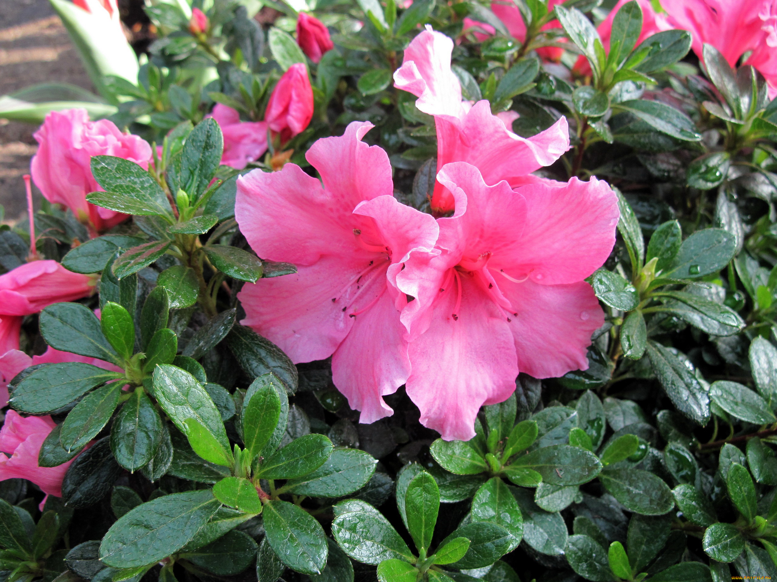 цветы, рододендроны, , азалии, розовый, азалия