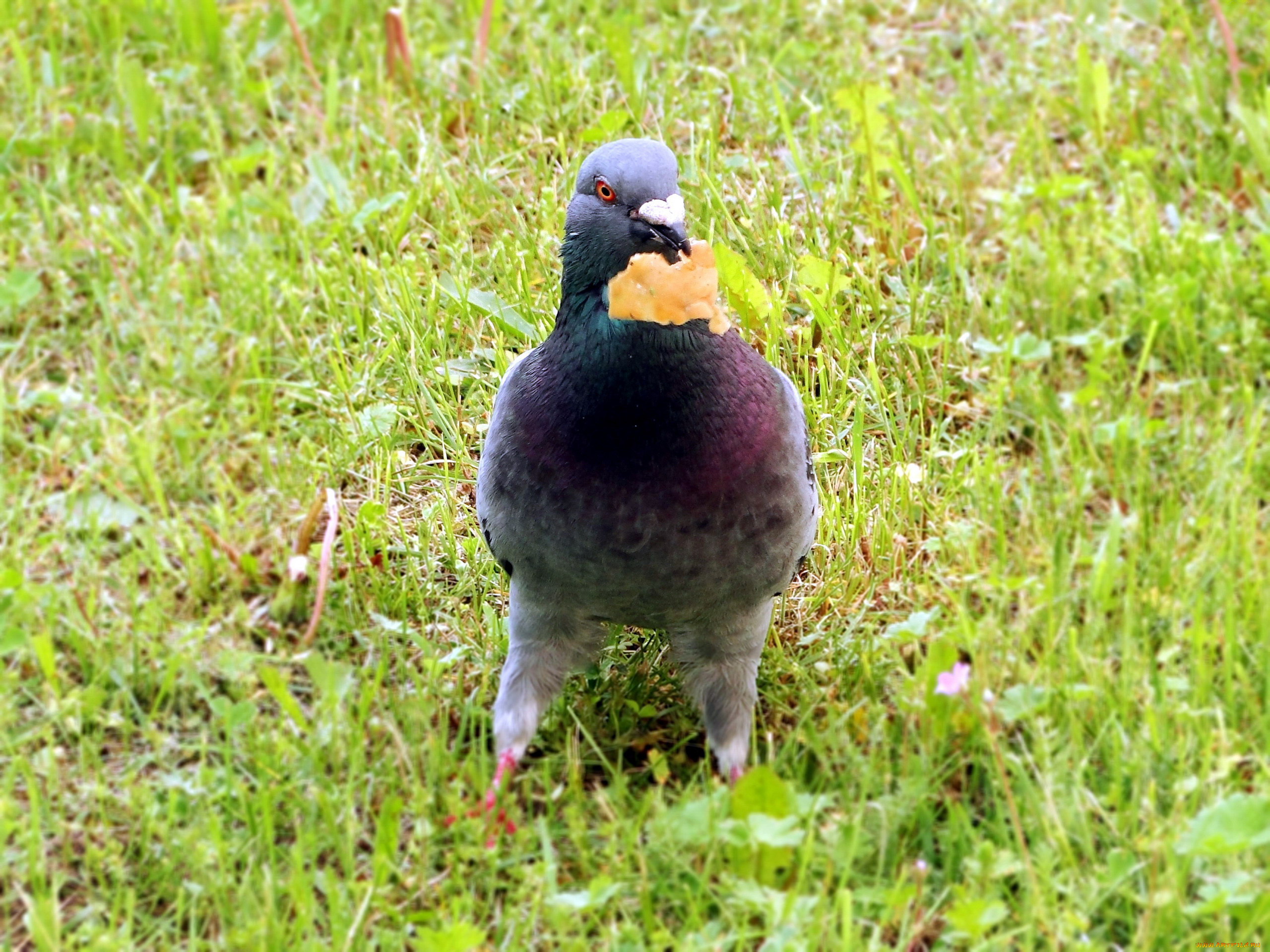 животные, голуби, трава, лето, сизарь, птица